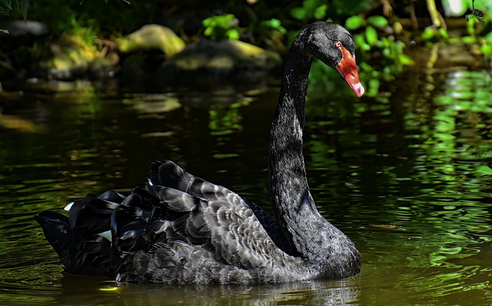 Nikon D7200 sample photo. Swan, black, water bird photography