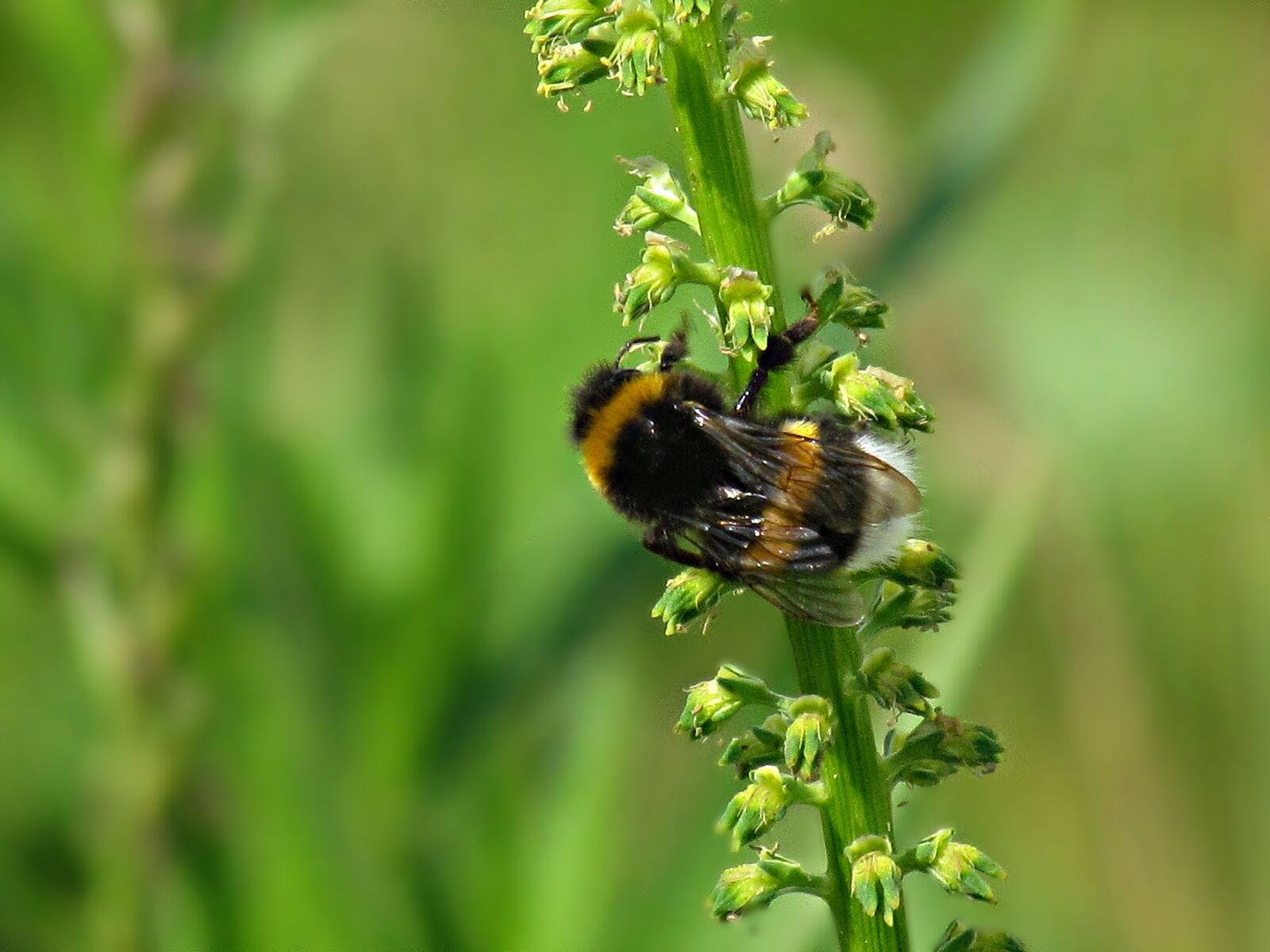 Canon PowerShot SX30 IS sample photo. Summer, insects, bumblebee photography