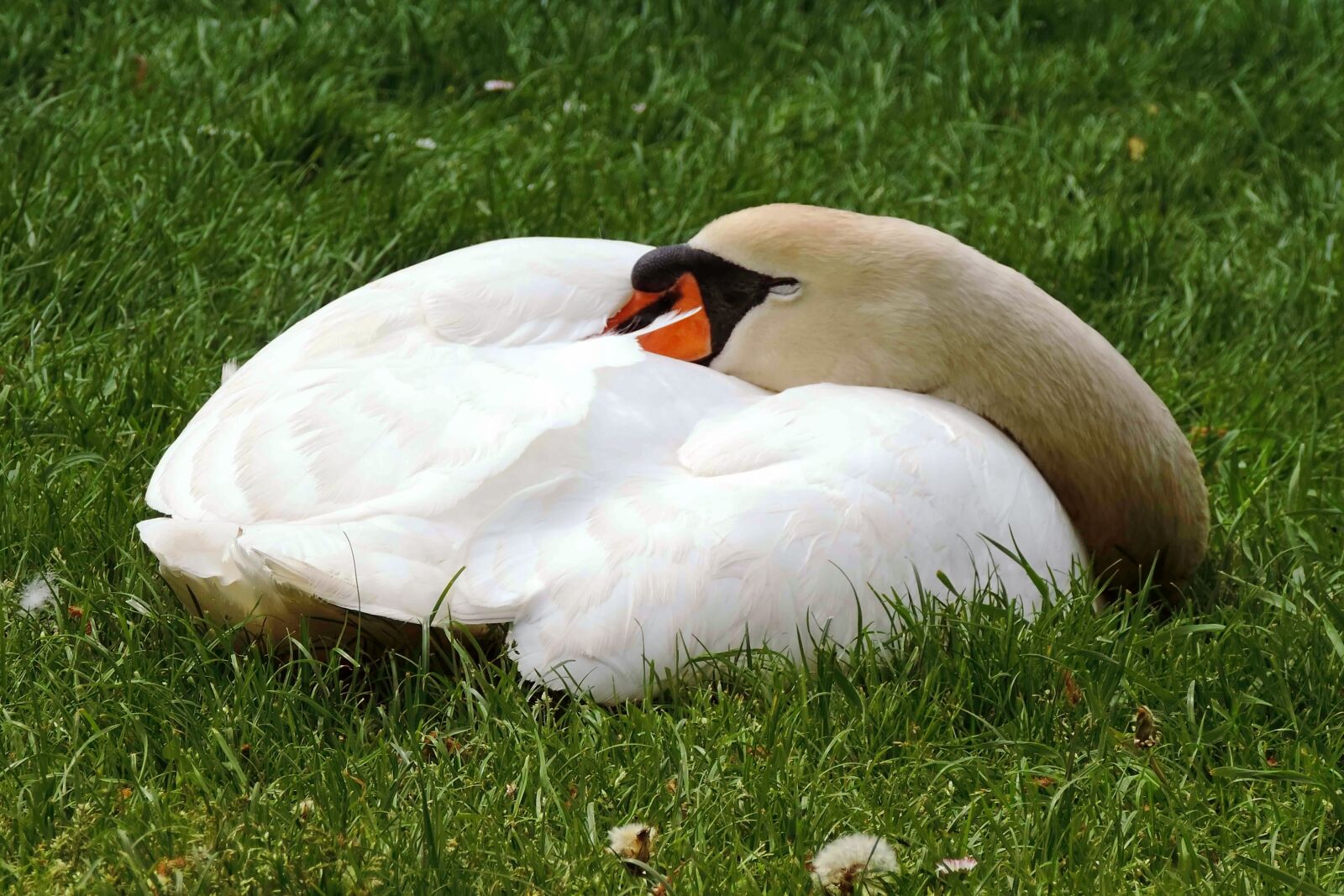 Nikon Coolpix P520 sample photo. Swan, mute swan, concerns photography
