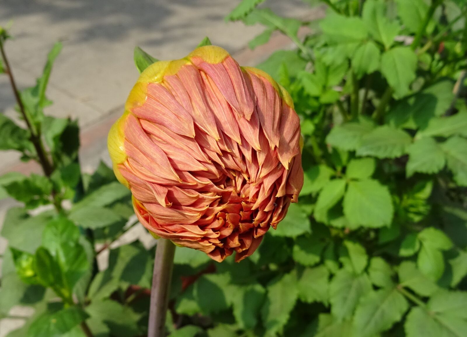 Sony DSC-HX60V sample photo. Flower, bud, dahlia photography