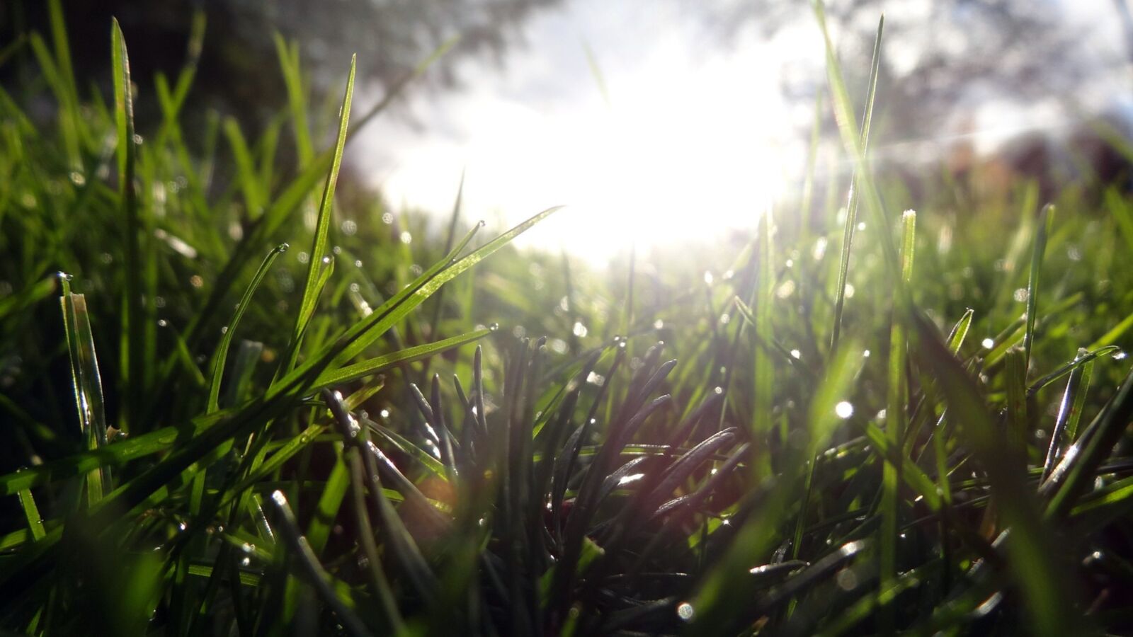 Sony Cyber-shot DSC-HX20V sample photo. Grass, nature, flora photography