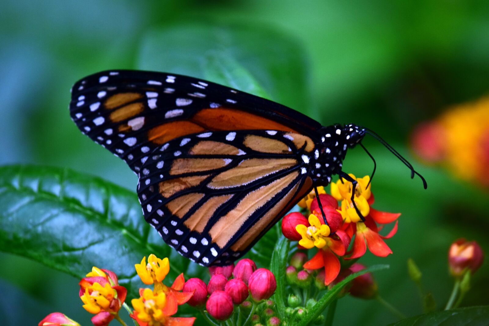 Nikon D3300 sample photo. Monarch, butterflies, wing photography