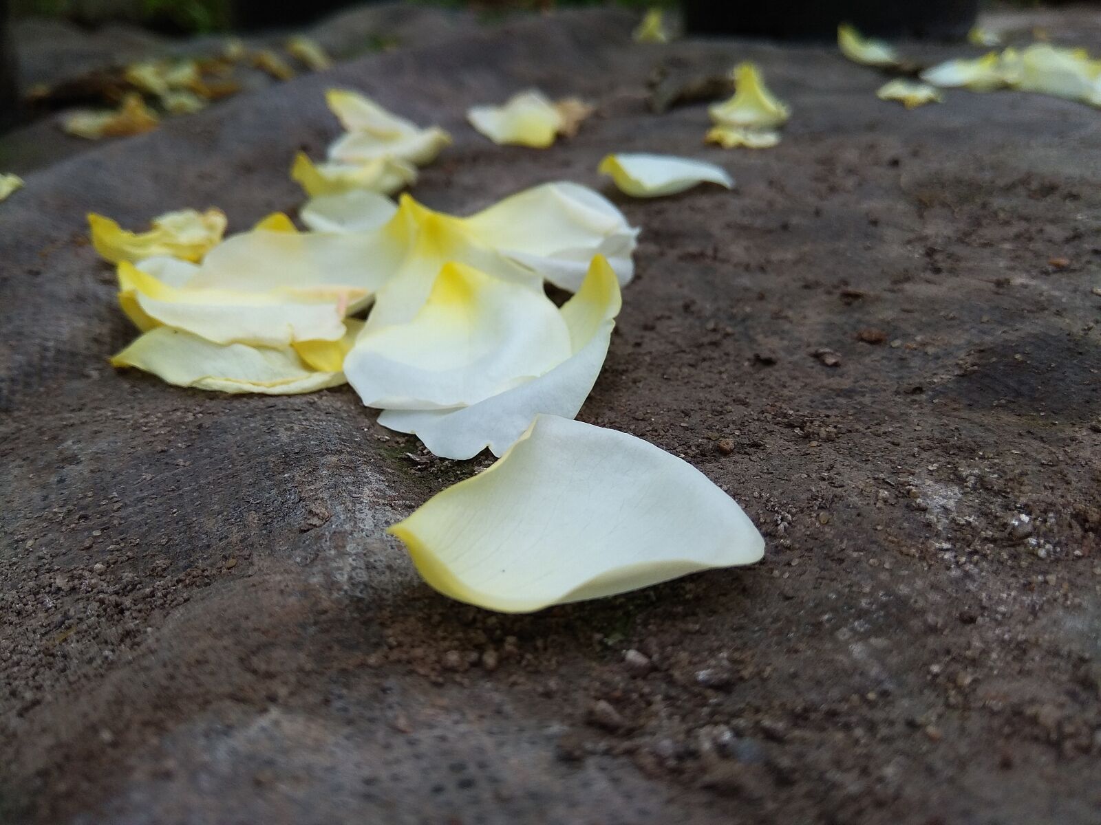 Xiaomi Redmi Note 4 sample photo. Petals, rose, land photography