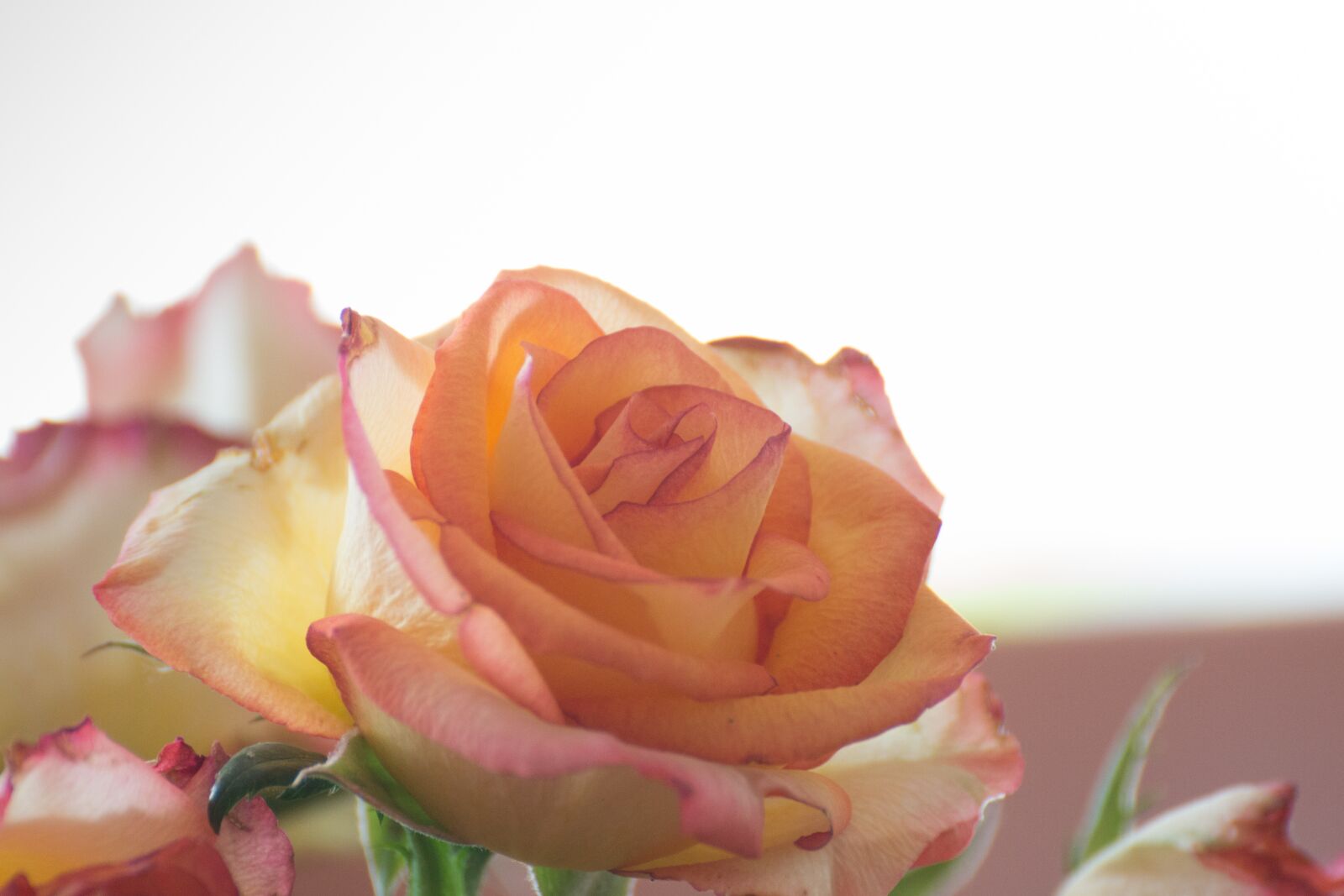 Canon EOS 70D sample photo. Rose, blossom, bloom photography