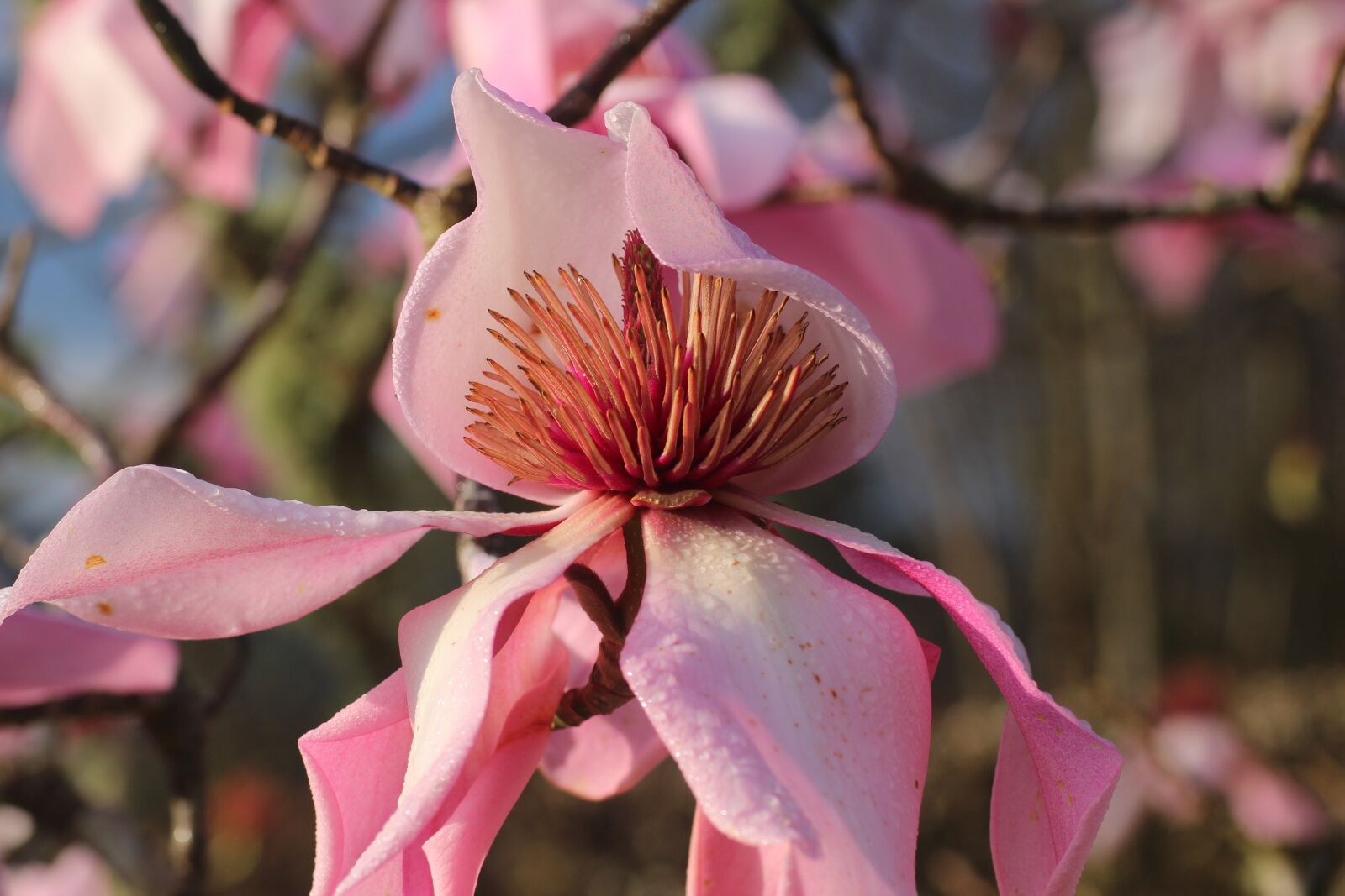 Canon EOS 600D (Rebel EOS T3i / EOS Kiss X5) sample photo. Magnolia, flower, spring photography