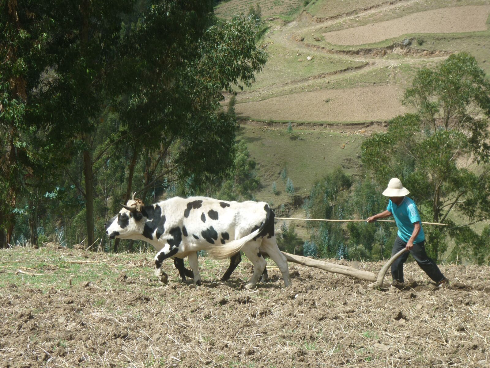 Panasonic DMC-FS7 sample photo. Cows, farm, livestock photography