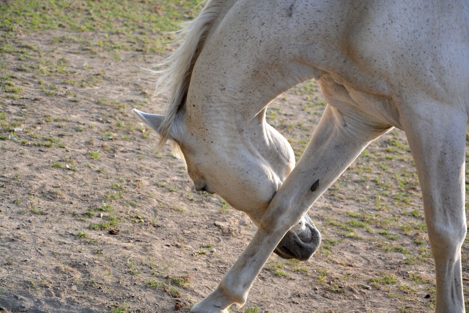 Nikon D5200 sample photo. Reverence horse, white, sign photography