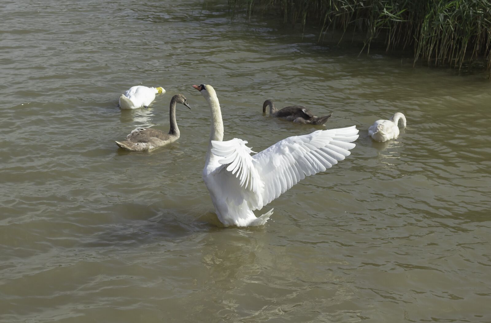 Canon EOS 1300D (EOS Rebel T6 / EOS Kiss X80) sample photo. Swan, bird, water photography
