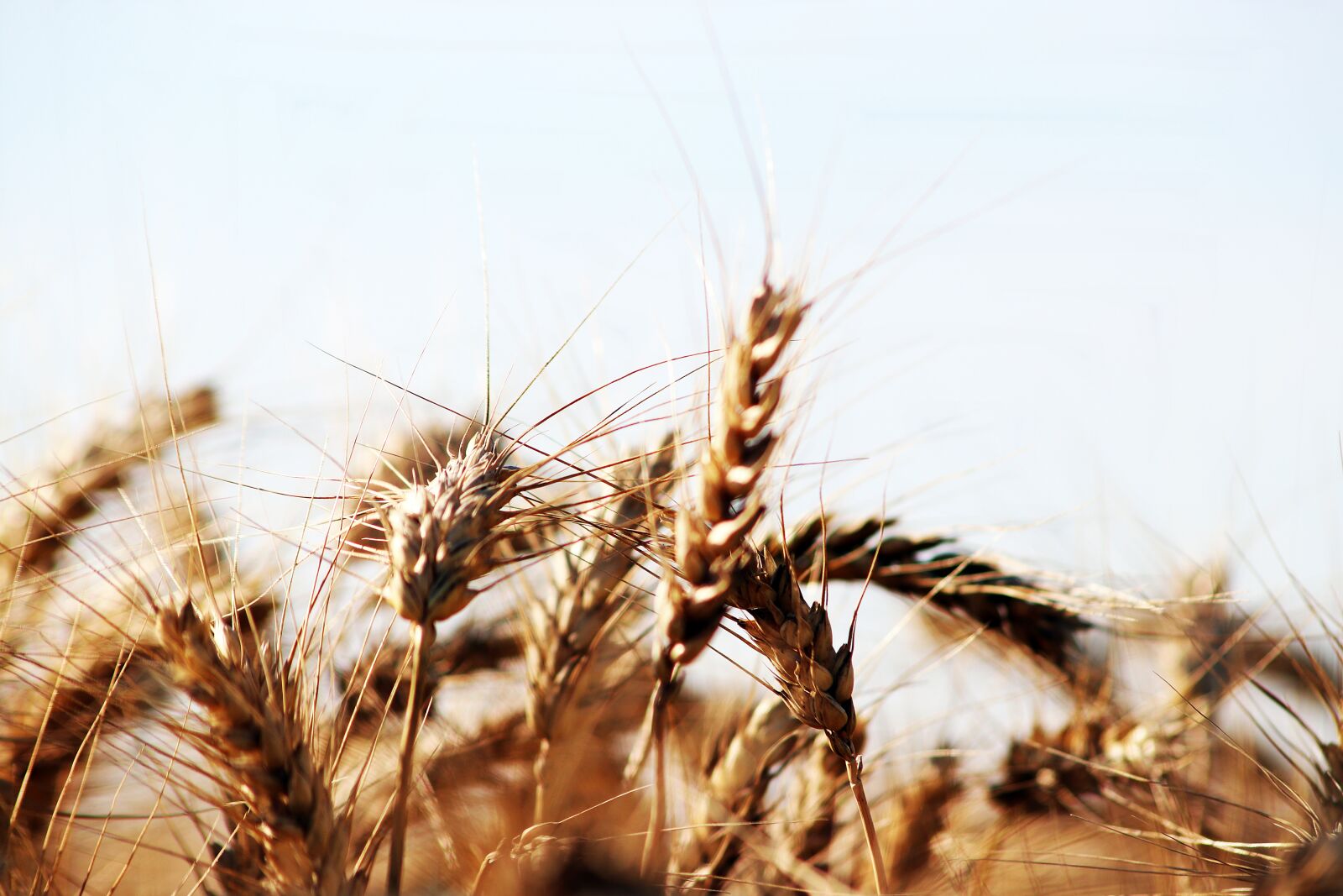 Canon EOS 200D (EOS Rebel SL2 / EOS Kiss X9) sample photo. Wheat, harvest, nyár photography