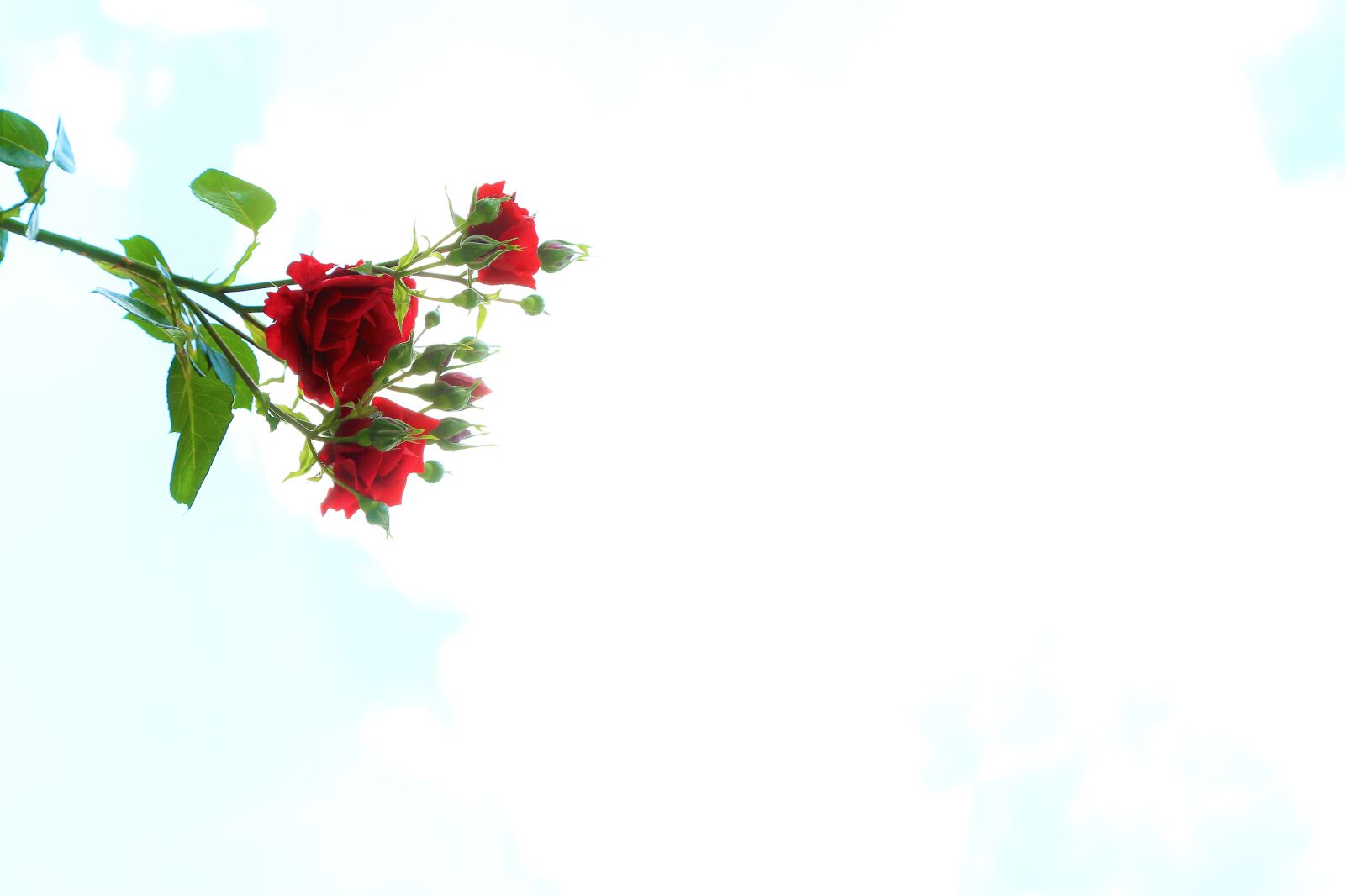 Canon EF 24-105mm F4L IS USM sample photo. Background, rose, nature photography