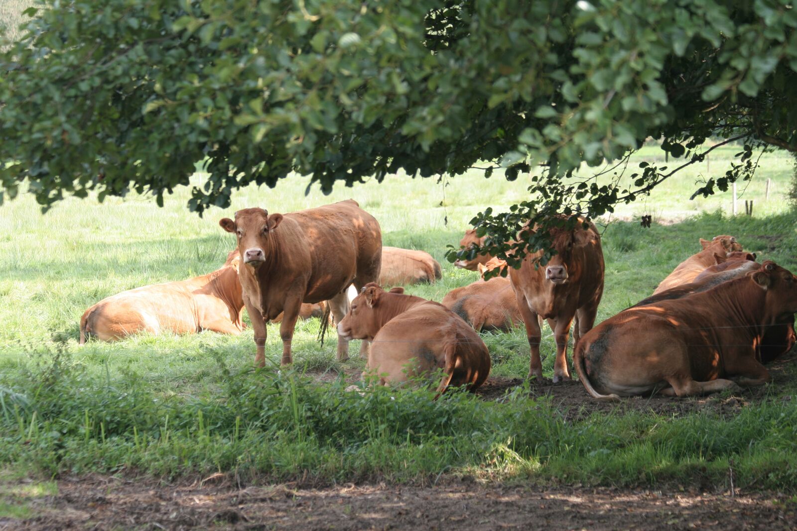 Canon EOS 20D sample photo. Limousin, cows, cattle photography