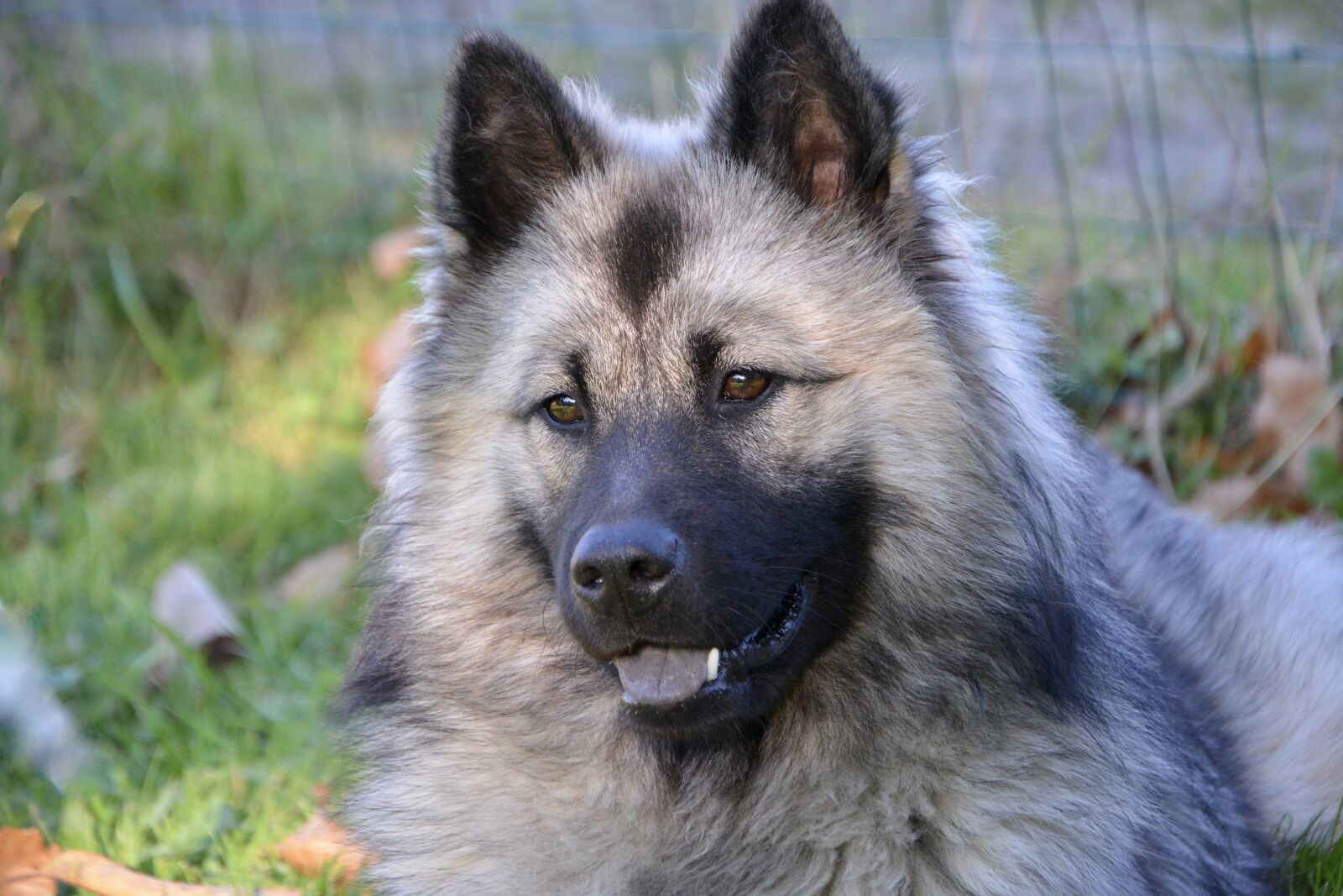 Nikon D5200 sample photo. Dog, bitch, dog eurasier photography