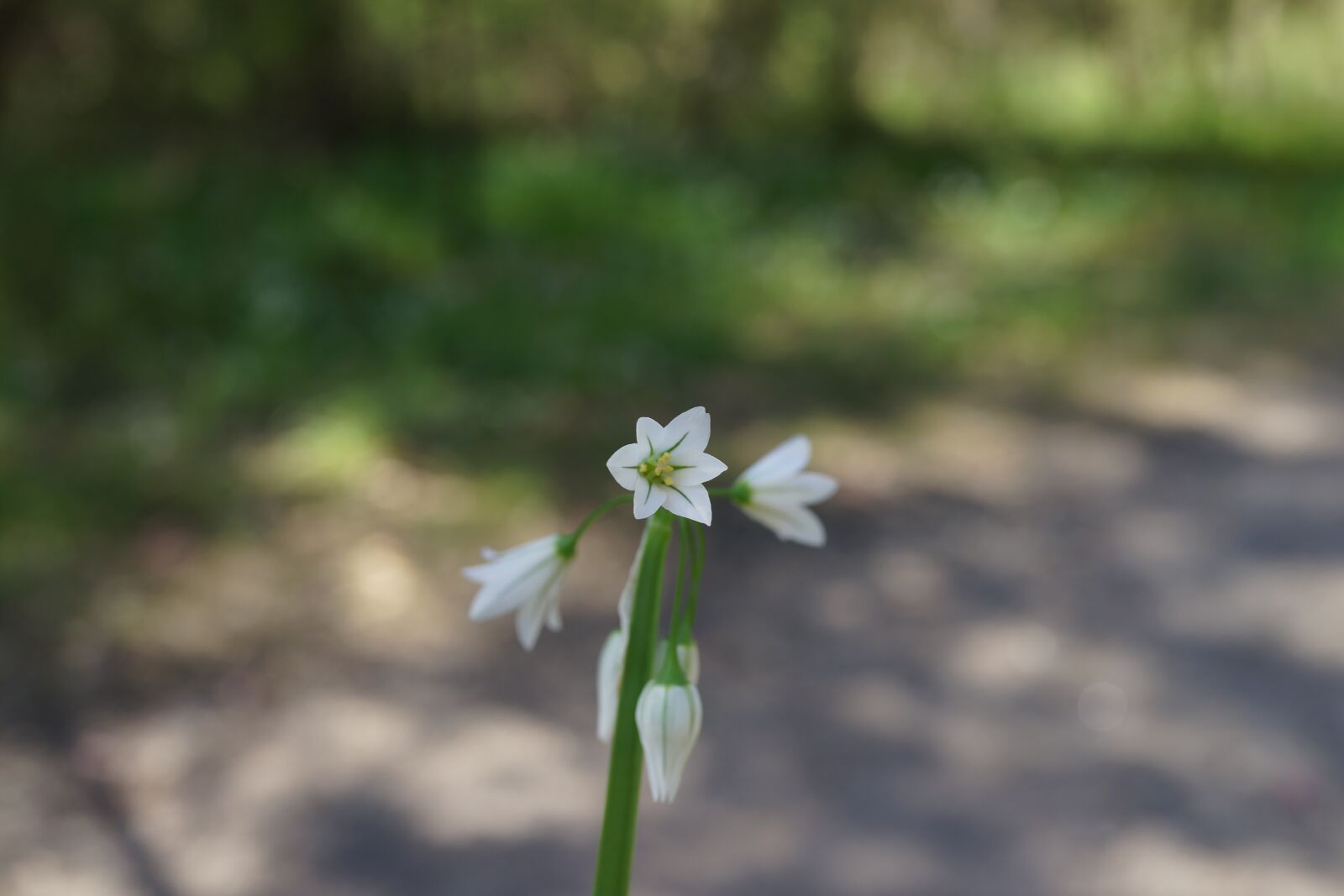 Sony Cyber-shot DSC-RX1R sample photo. Bell flower, white, south photography