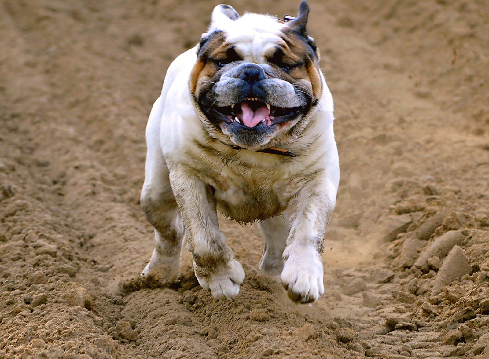 Nikon D3200 sample photo. English bulldog, pet, dog photography