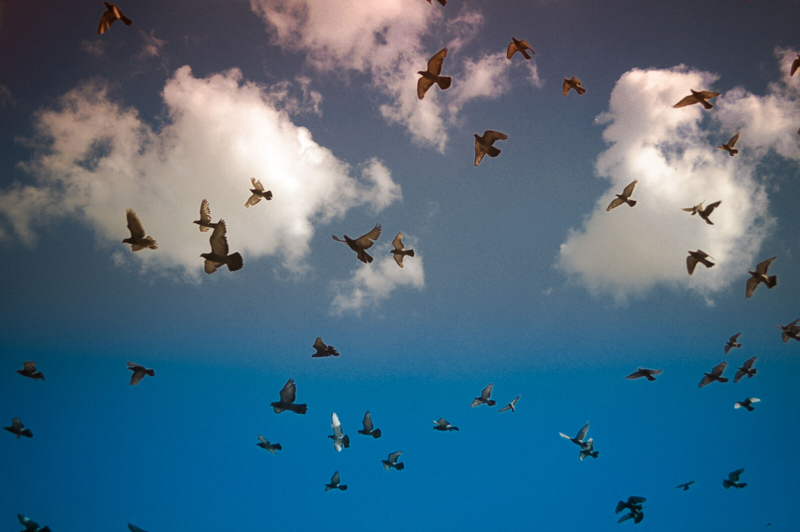 Nikon D5000 sample photo. Blue, sky, dove, doves photography