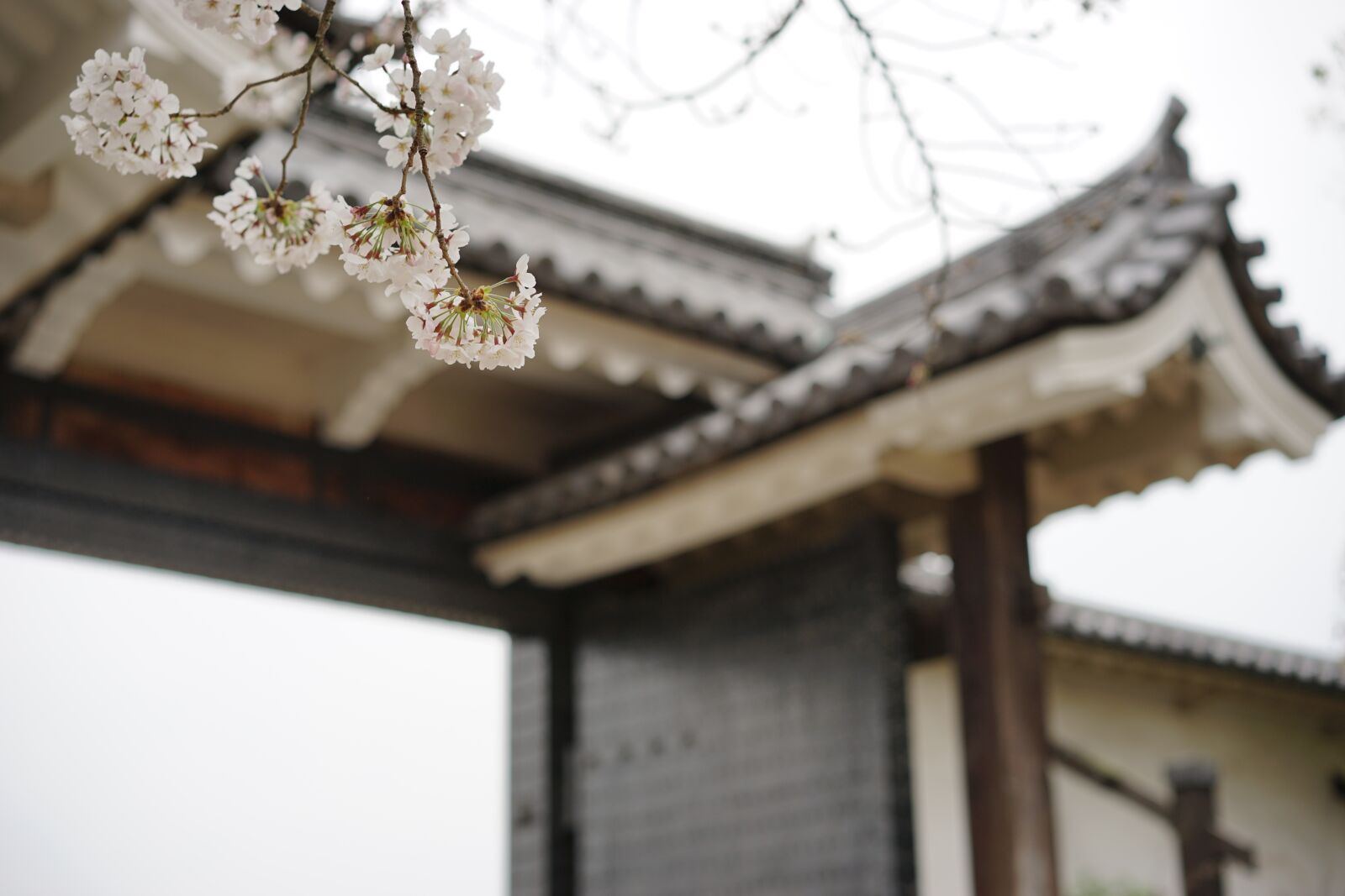 Sony a7 II + Sony Sonnar T* FE 55mm F1.8 ZA sample photo. Cherry blossoms, spring, japan photography