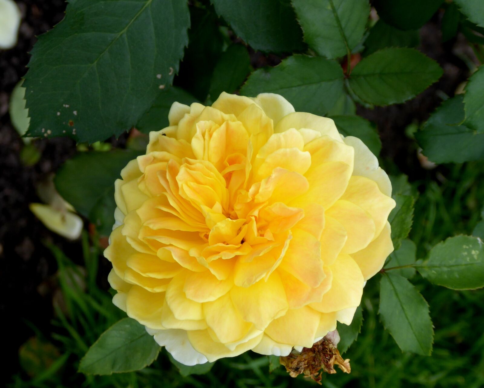 Panasonic DMC-TZ71 sample photo. Rose, blossom, bloom photography