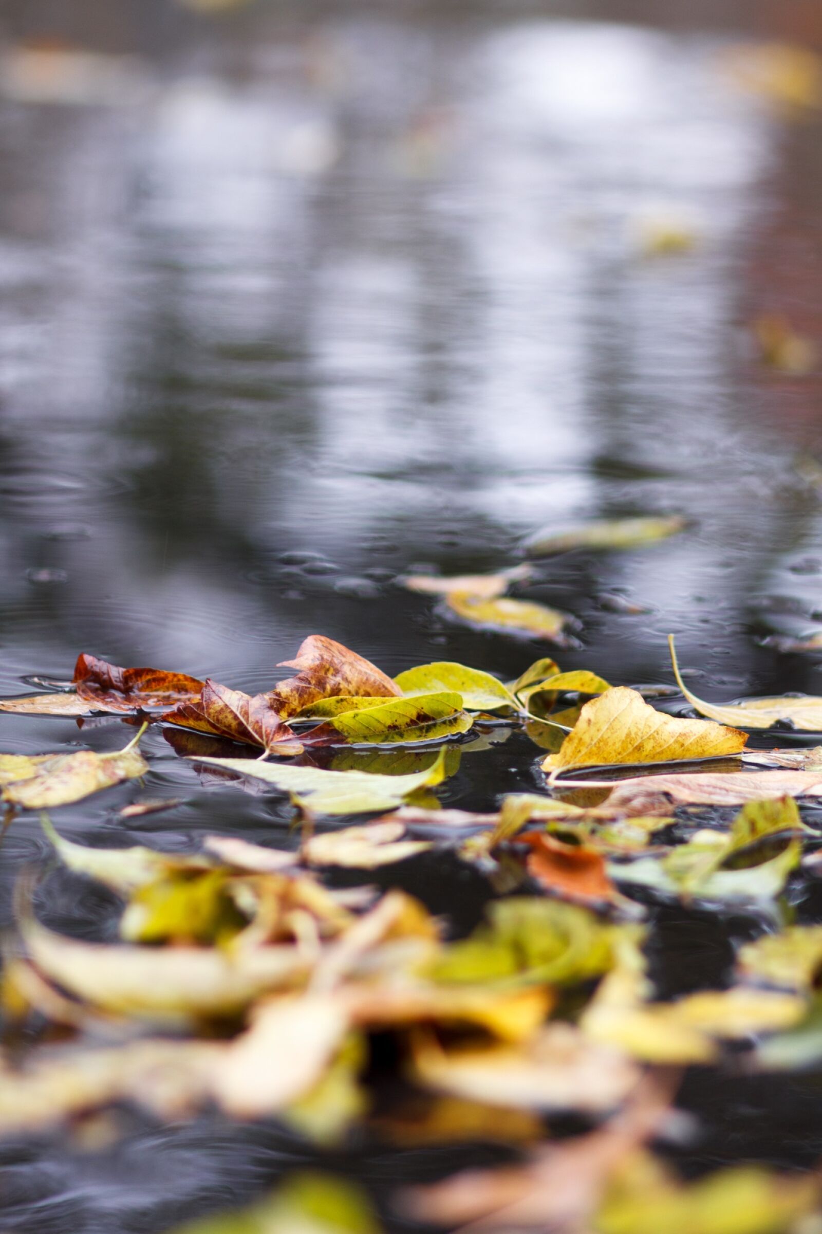 Canon EOS 60D + Canon EF 85mm F1.8 USM sample photo. Autumn, puddle, leaves photography