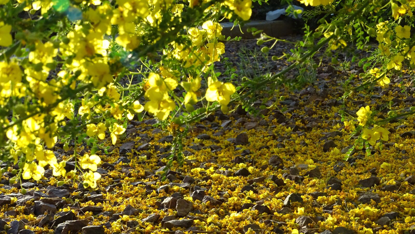 Sony Cyber-shot DSC-HX400V sample photo. Yellow, flowers, nature photography