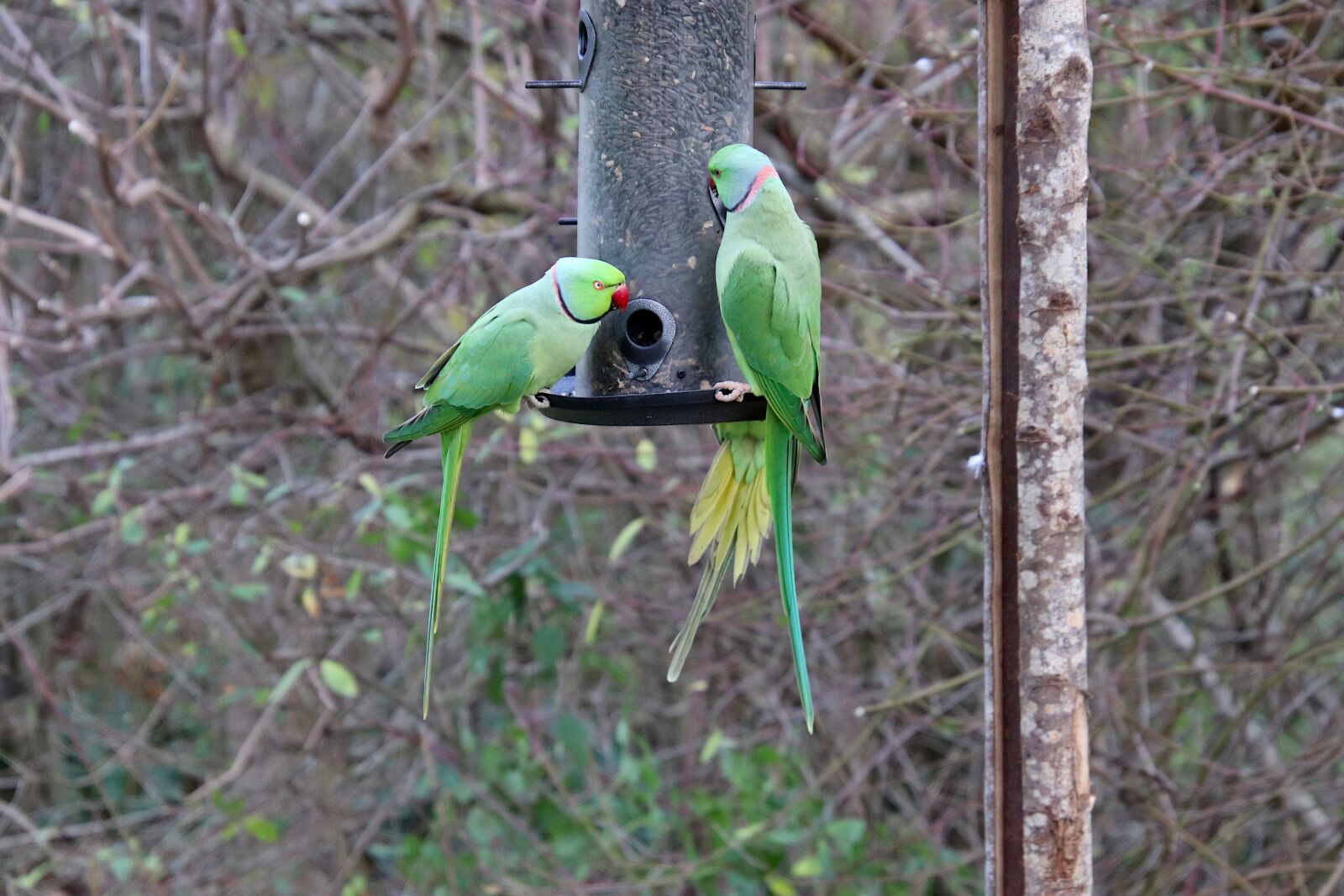 Canon EOS 800D (EOS Rebel T7i / EOS Kiss X9i) sample photo. Parakeets collared, birds, discontinued photography