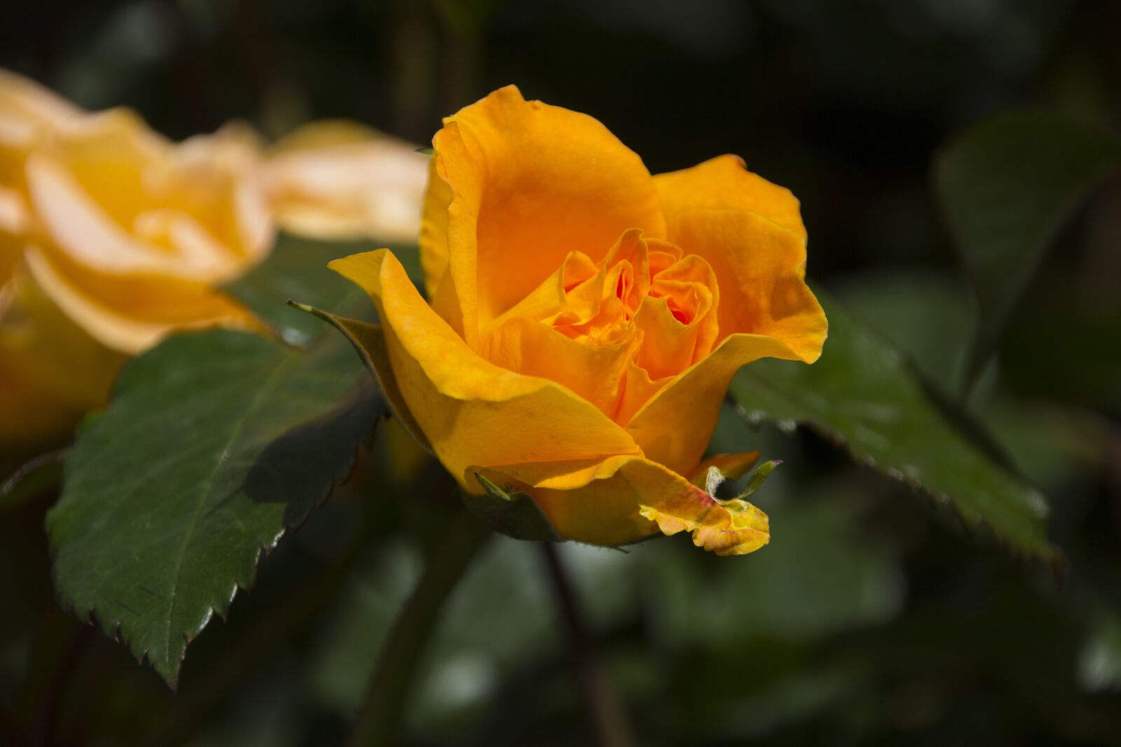 Canon EOS 60D sample photo. Rose, flower, blossom photography