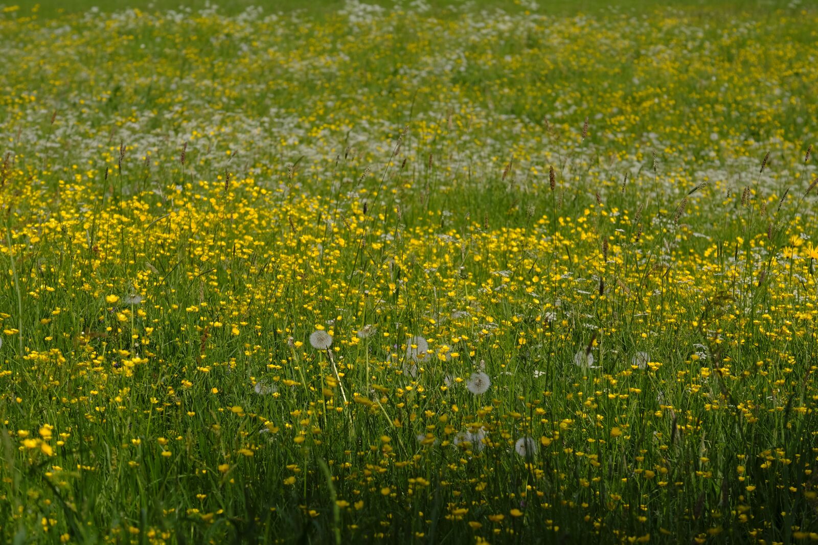Fujifilm XF 55-200mm F3.5-4.8 R LM OIS sample photo. Meadow, grass, bloom photography
