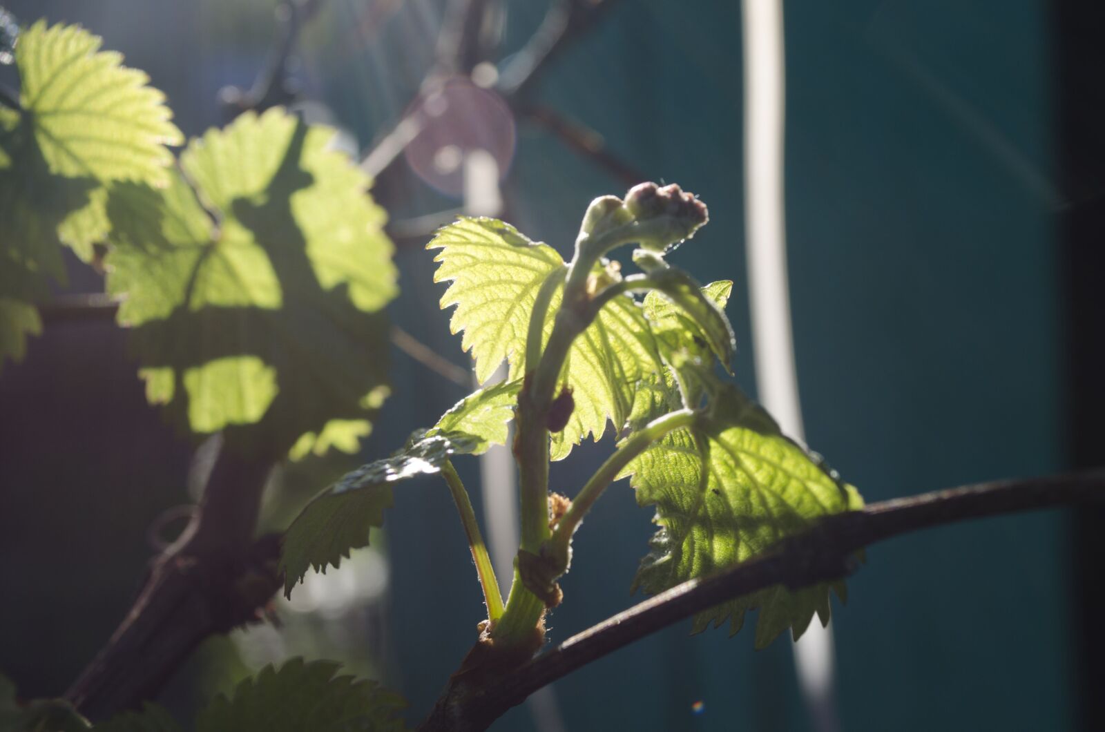Nikon D5100 sample photo. Grapes, loza, vineyard photography