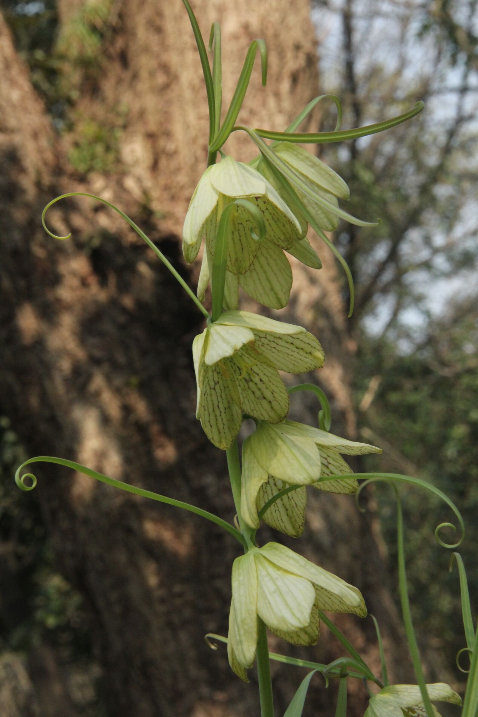 Canon EF-S 18-135mm F3.5-5.6 IS sample photo. Zhejiang fritillaria, green, nanjing photography