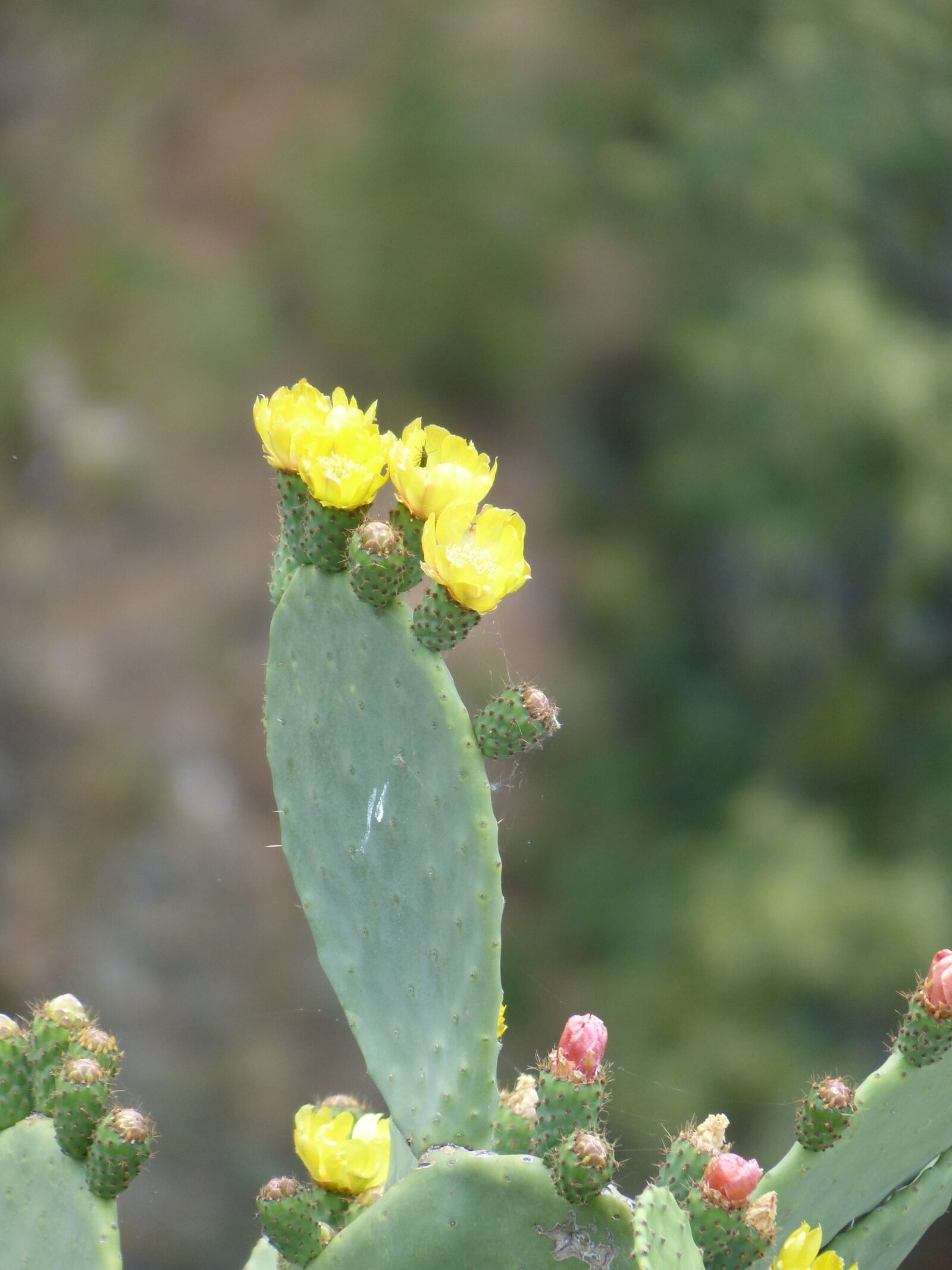 Panasonic Lumix DMC-FZ200 sample photo. Cactus, flowers, yellow photography