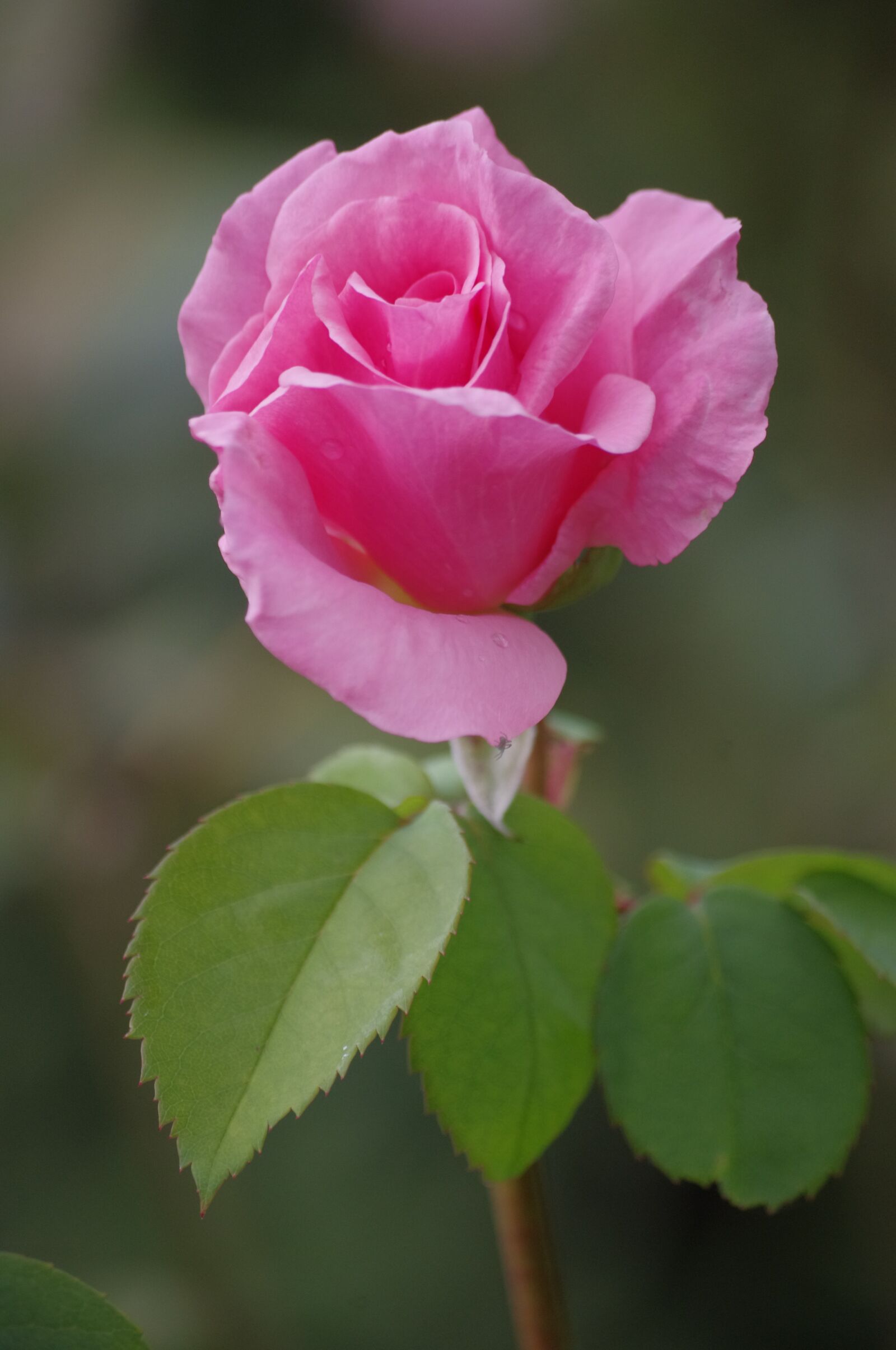 Pentax K-r sample photo. Roses, flowers, garden photography