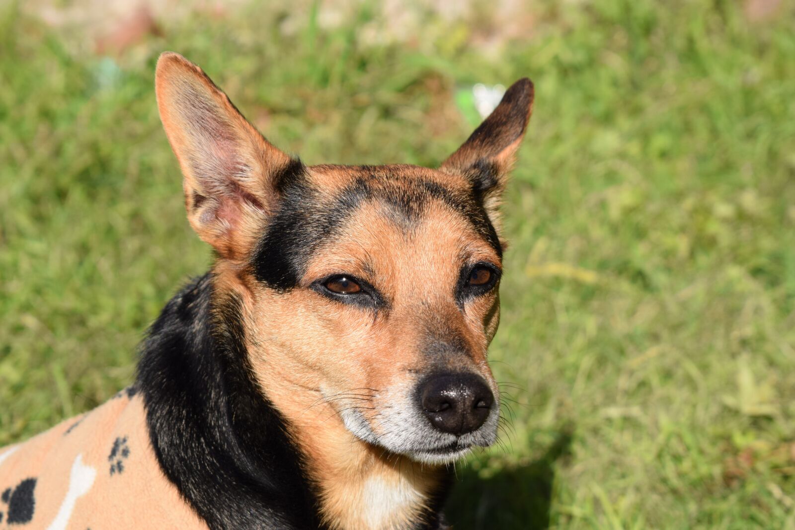 Nikon D5300 sample photo. Dog, funny, pet photography