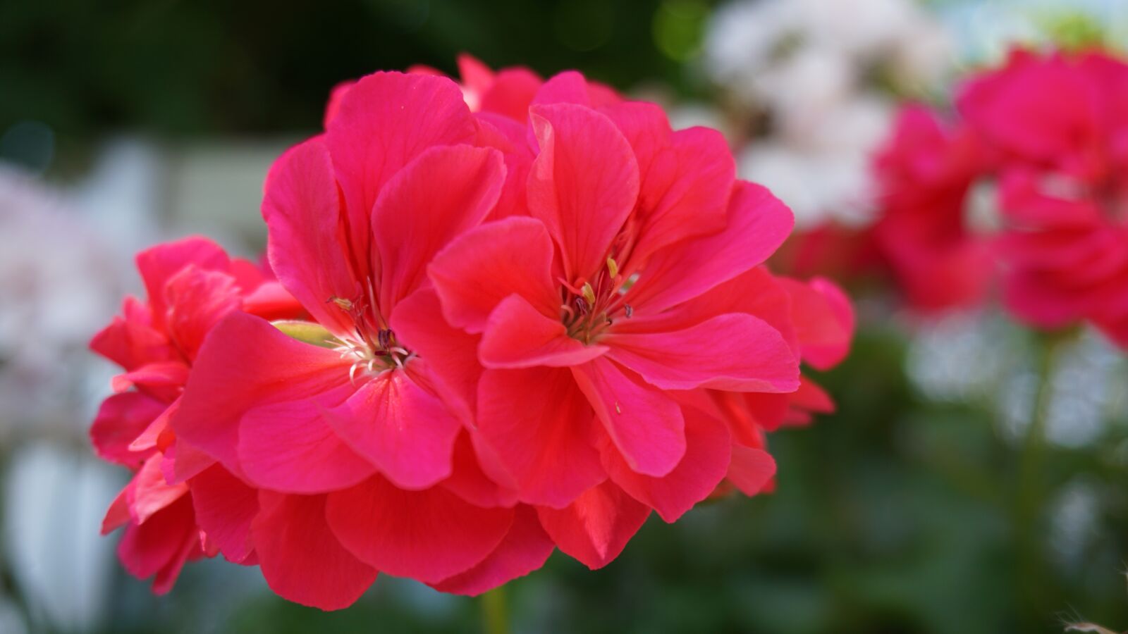 Sony E 16-50mm F3.5-5.6 PZ OSS sample photo. Flower, geranium, garden photography