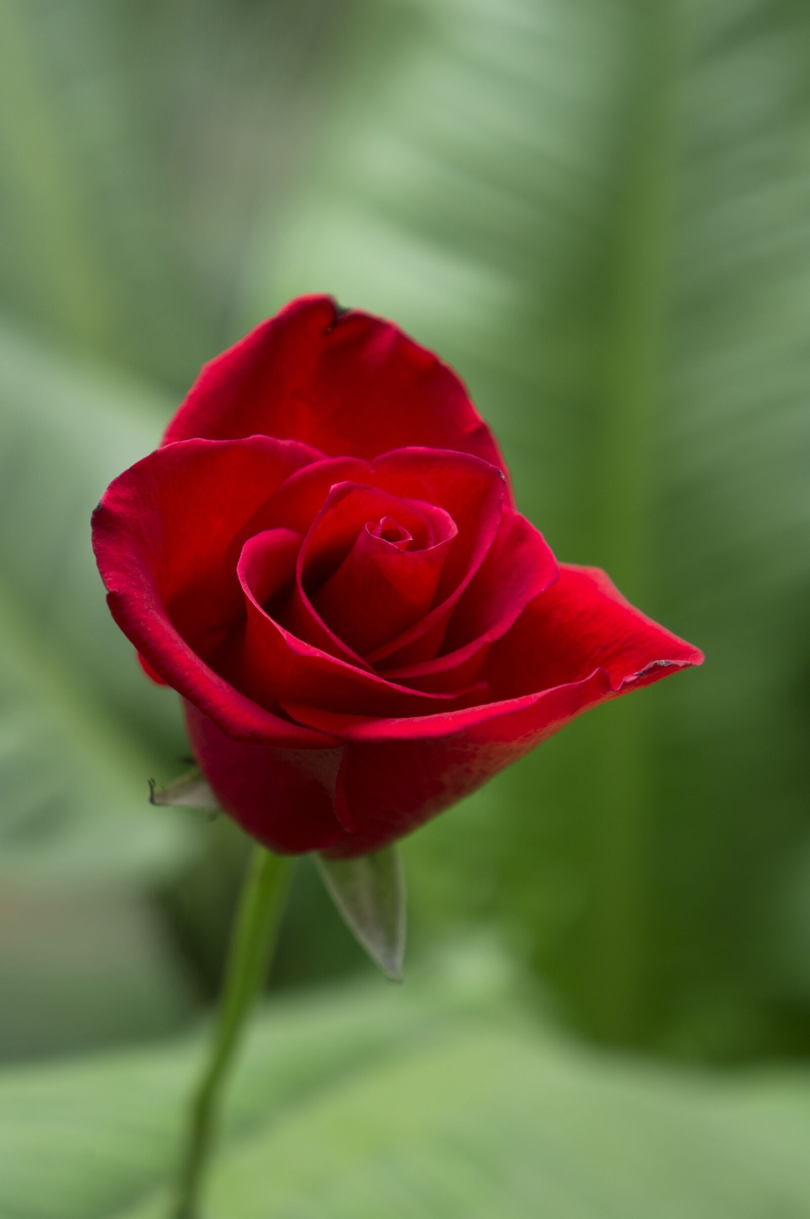 Sony Alpha NEX-F3 + Sony E 18-55mm F3.5-5.6 OSS sample photo. Emotion, roses, red rose photography