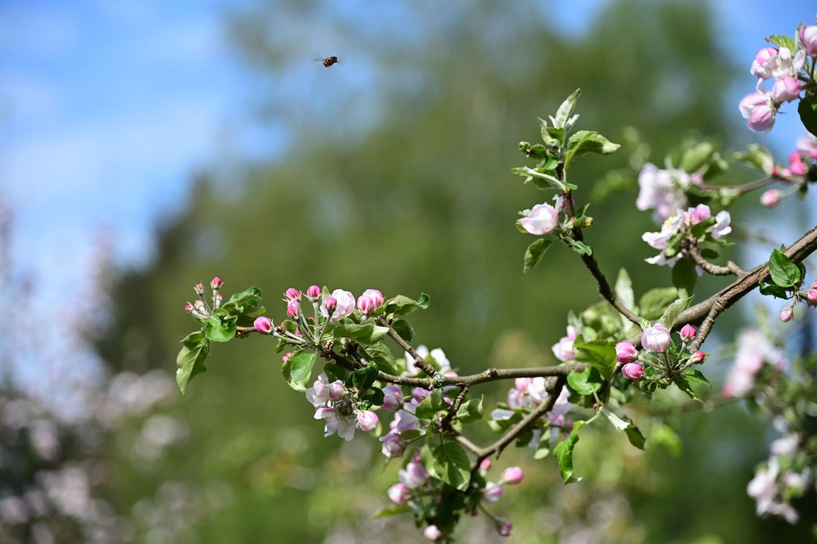Nikon Z6 sample photo. Apple tree, apple blossom photography