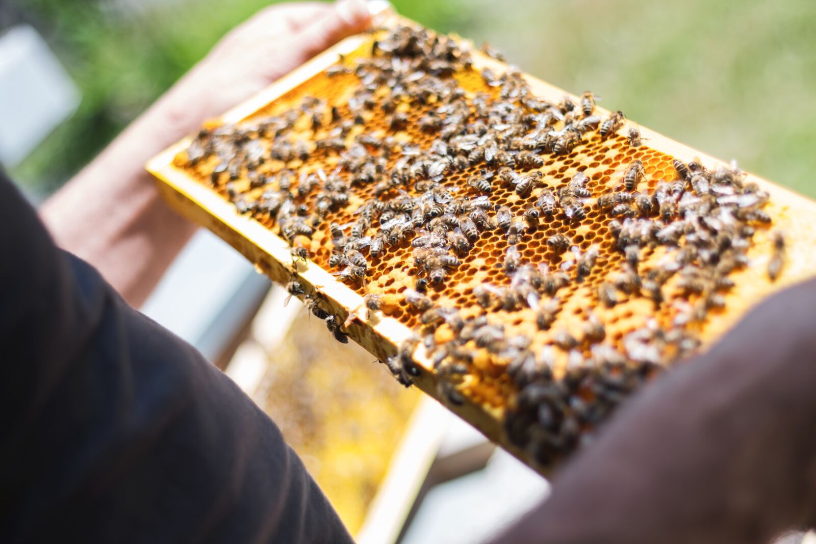 Canon EOS 70D + Canon EF 50mm F1.8 II sample photo. Bees, combs, beekeeper photography