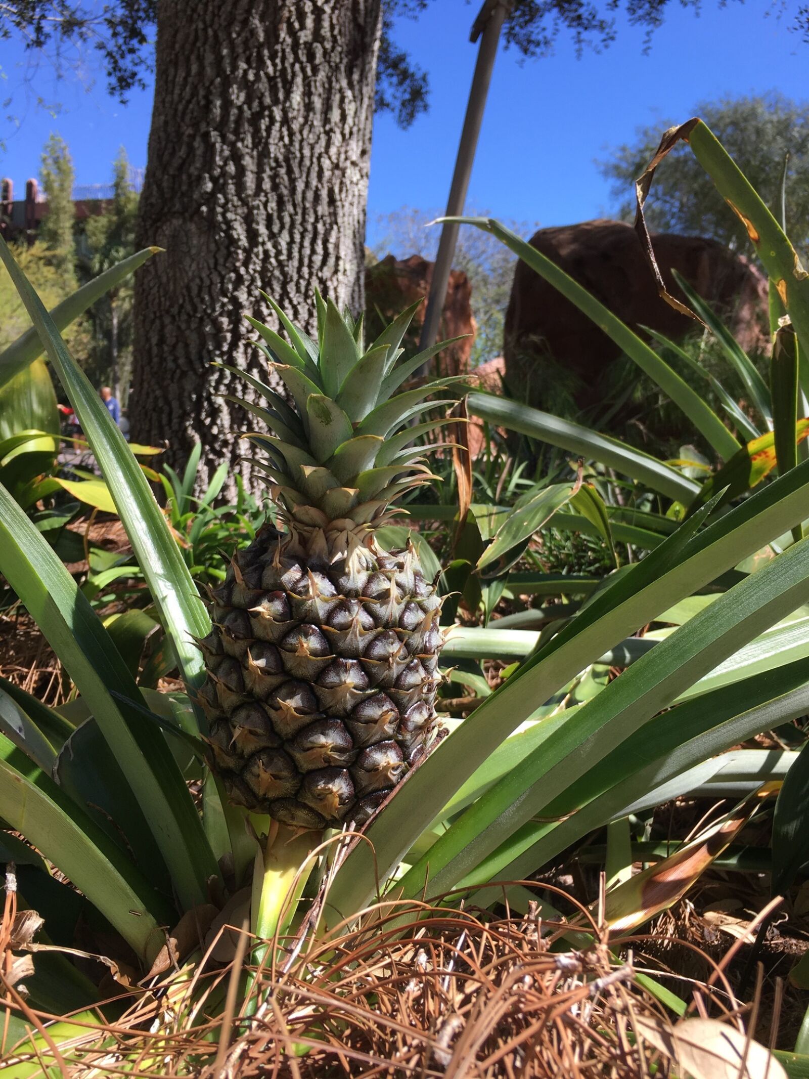 Apple iPhone 6s sample photo. Pineapple, palm, baby pineapple photography