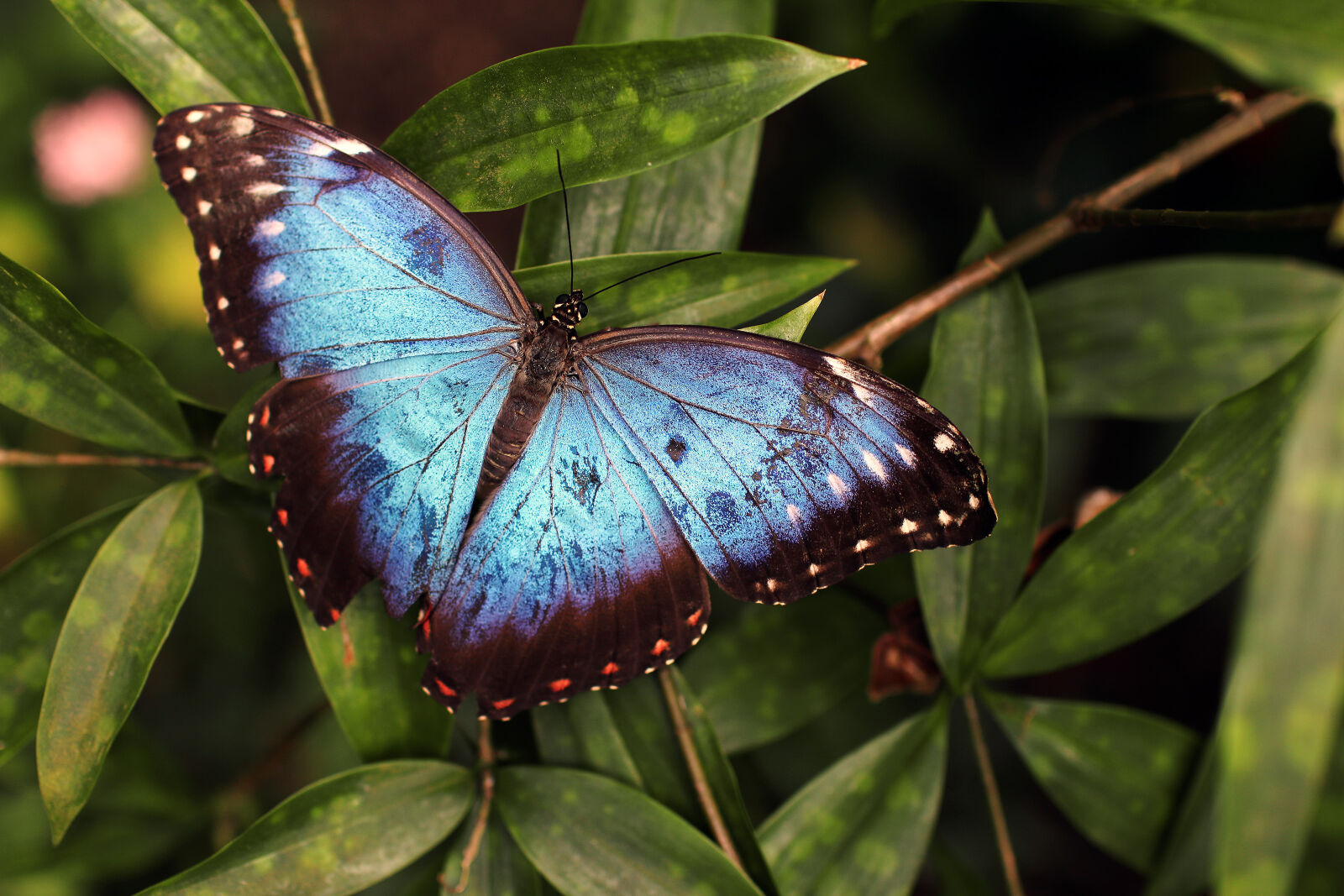 Sigma 30mm F1.4 EX DC HSM sample photo. Blue, and, black, butterfly photography