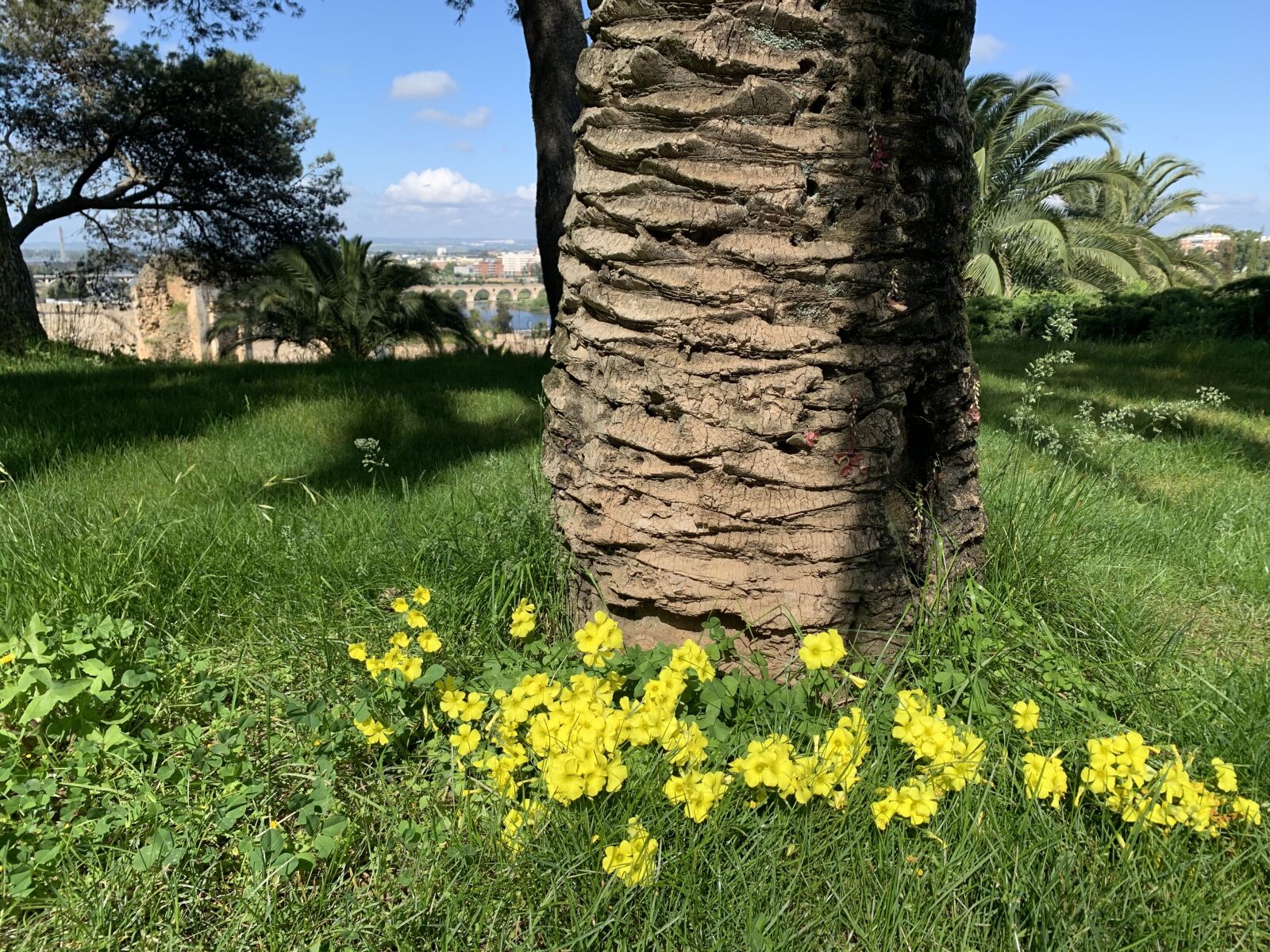 Apple iPhone XR sample photo. Spring flowers, alcazaba, badajoz photography