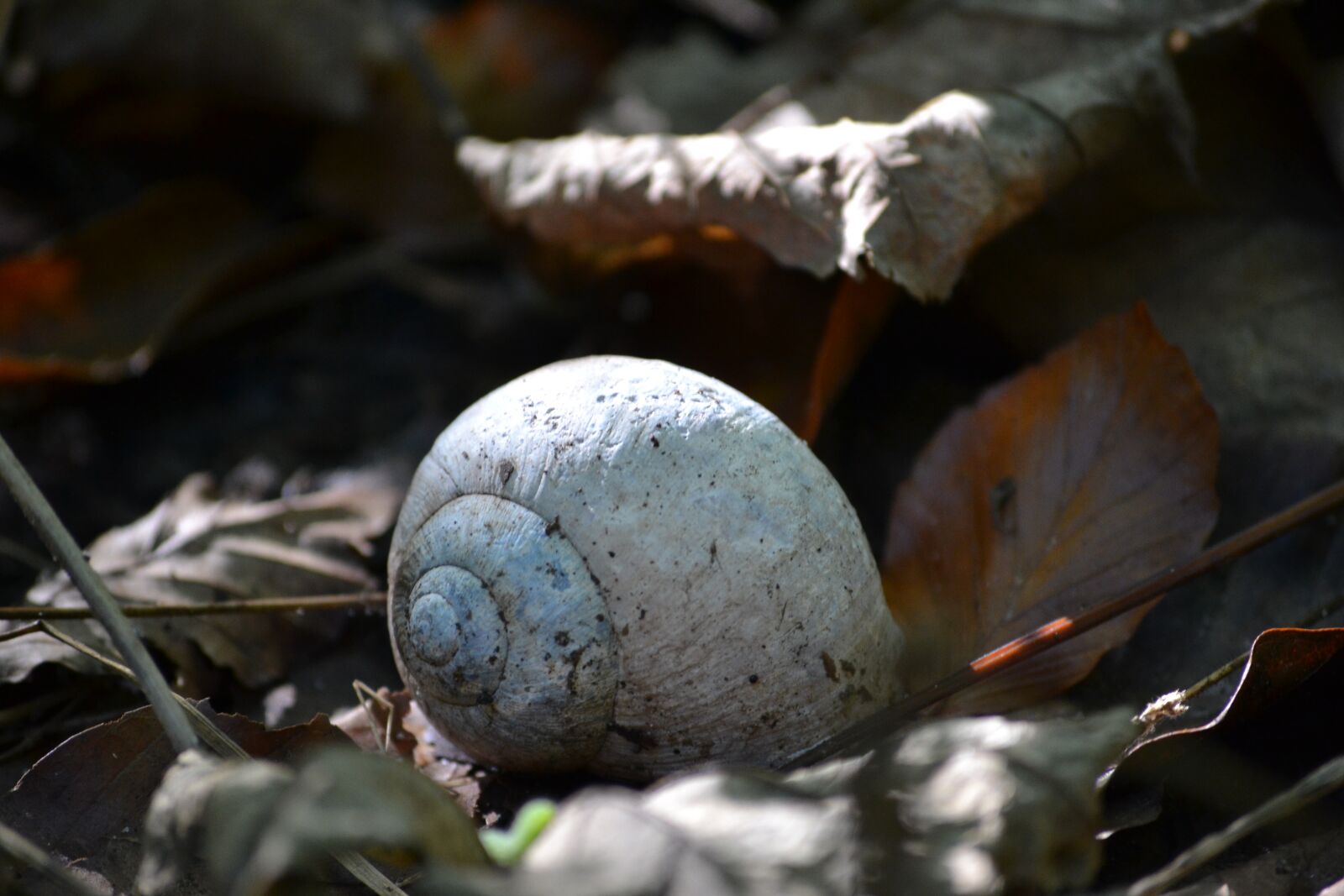 Nikon D3100 sample photo. Shell, autumn, forest photography
