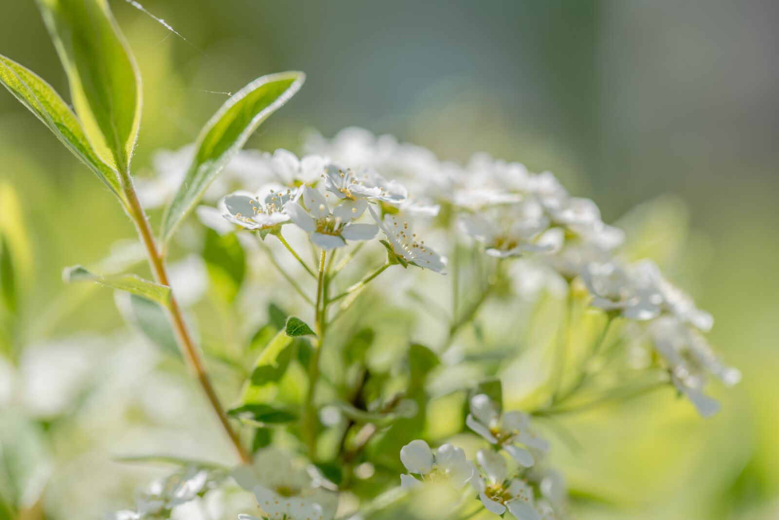 Nikon D750 sample photo. Flower, blossom, spring photography