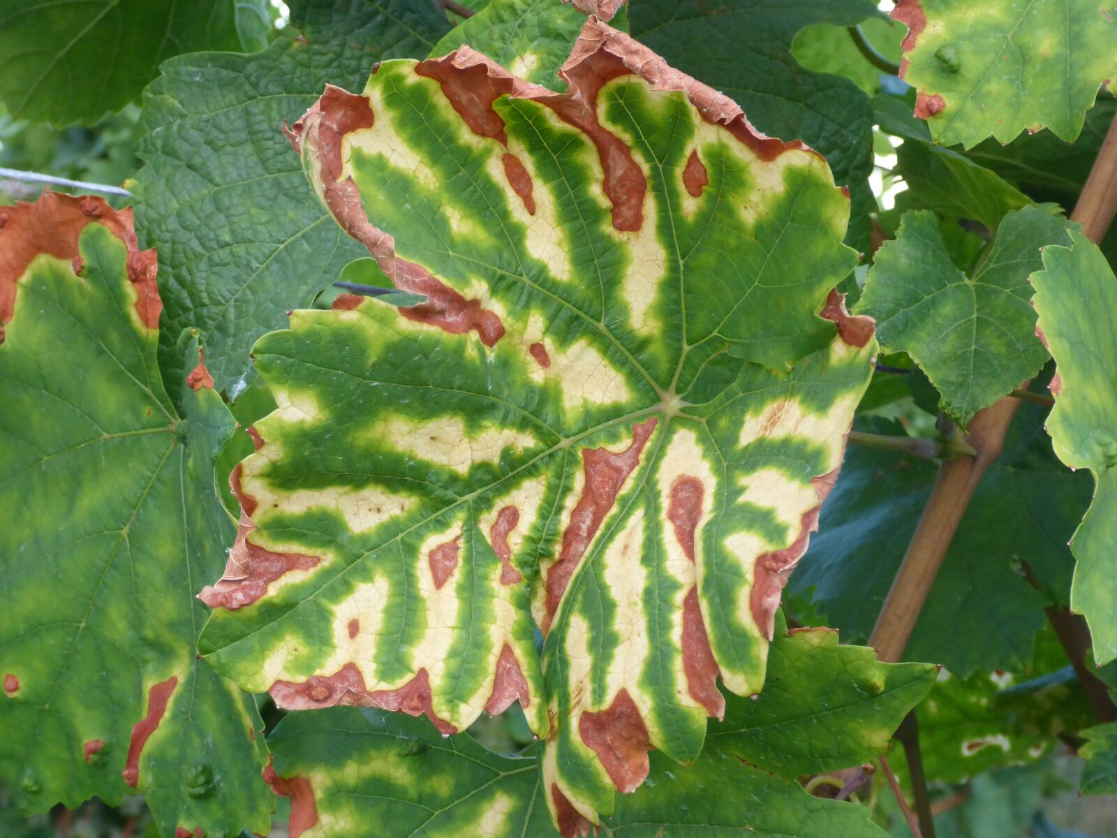 Panasonic Lumix DMC-TS5 (Lumix DMC-FT5) sample photo. Wine leaf, color, autumn photography