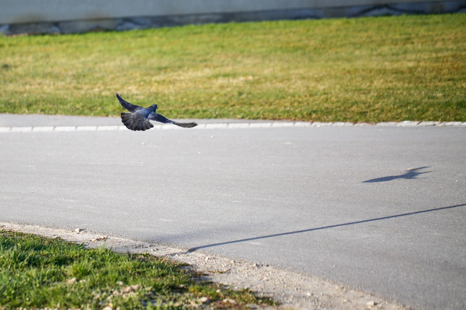 Canon EF 100mm F2.8L Macro IS USM sample photo. No good, landing, approach photography