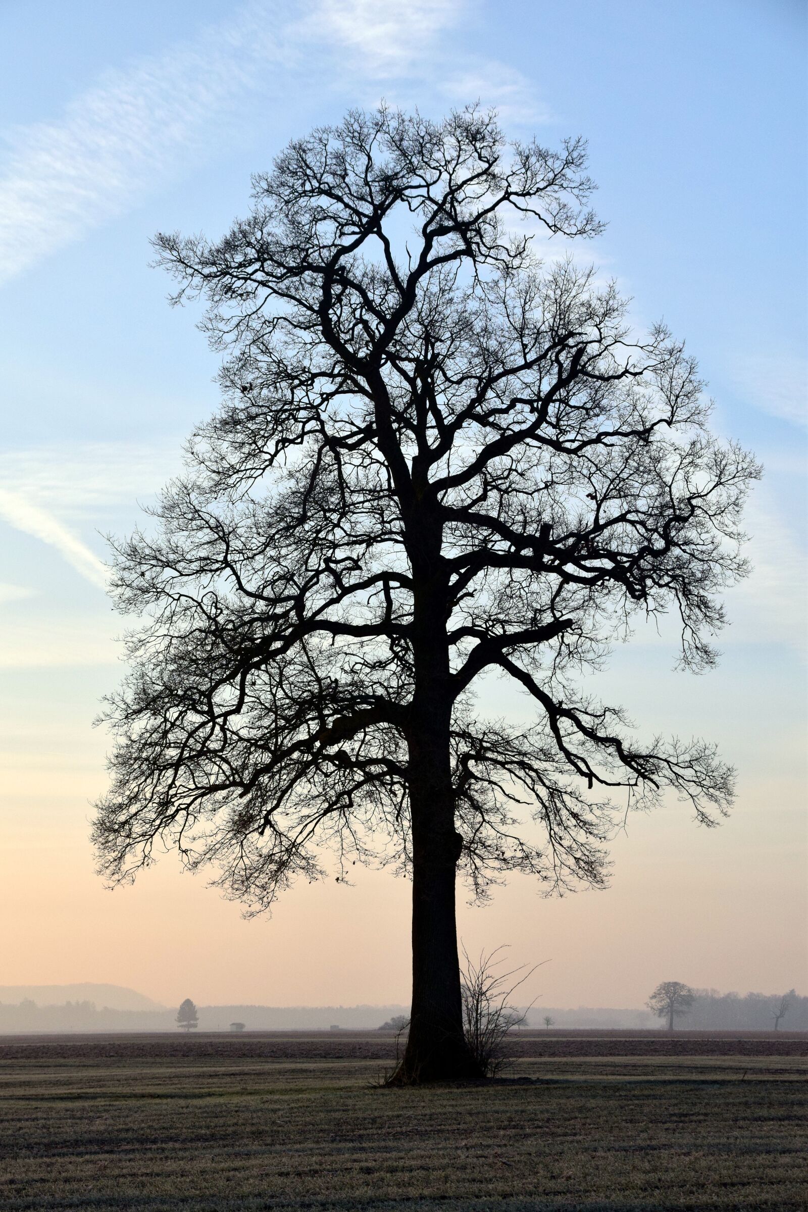 Nikon D3300 sample photo. Tree, kahl, bare tree photography