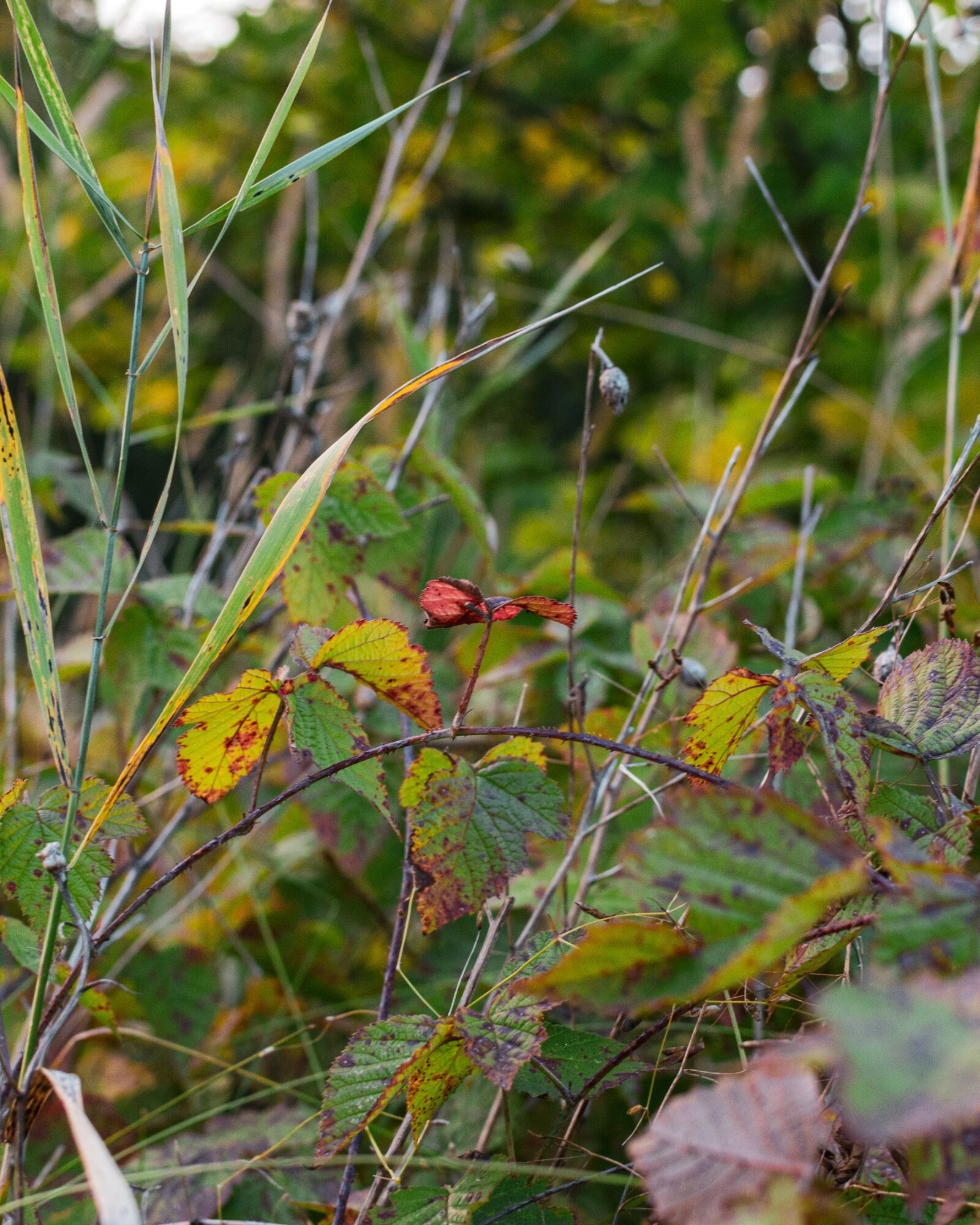 Nikon D3200 sample photo. Raspberry, autumn, grass photography
