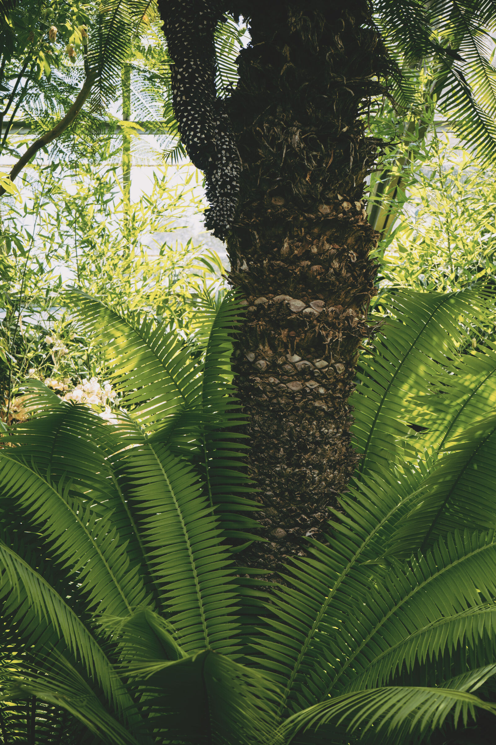 Sony a7 II + Sony FE 28-70mm F3.5-5.6 OSS sample photo. Botanical, daylight, environment, fern photography