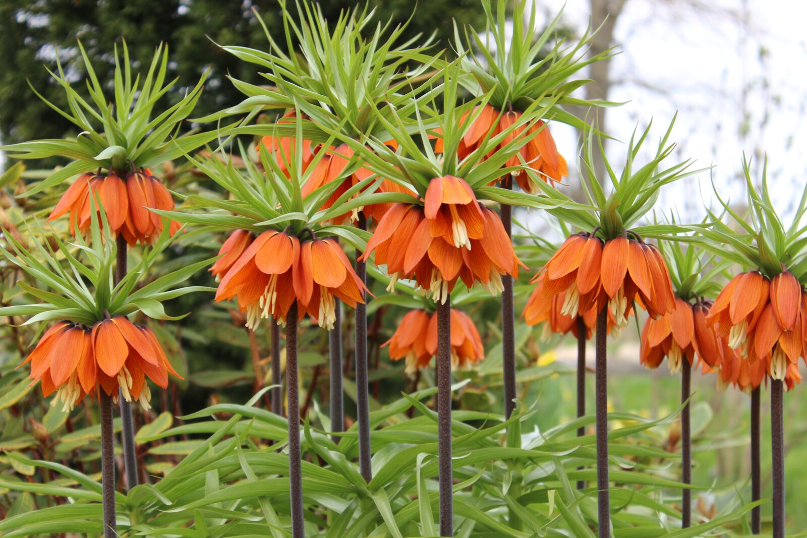 Canon EOS 600D (Rebel EOS T3i / EOS Kiss X5) sample photo. Imperial crowns, flowers, exotic photography