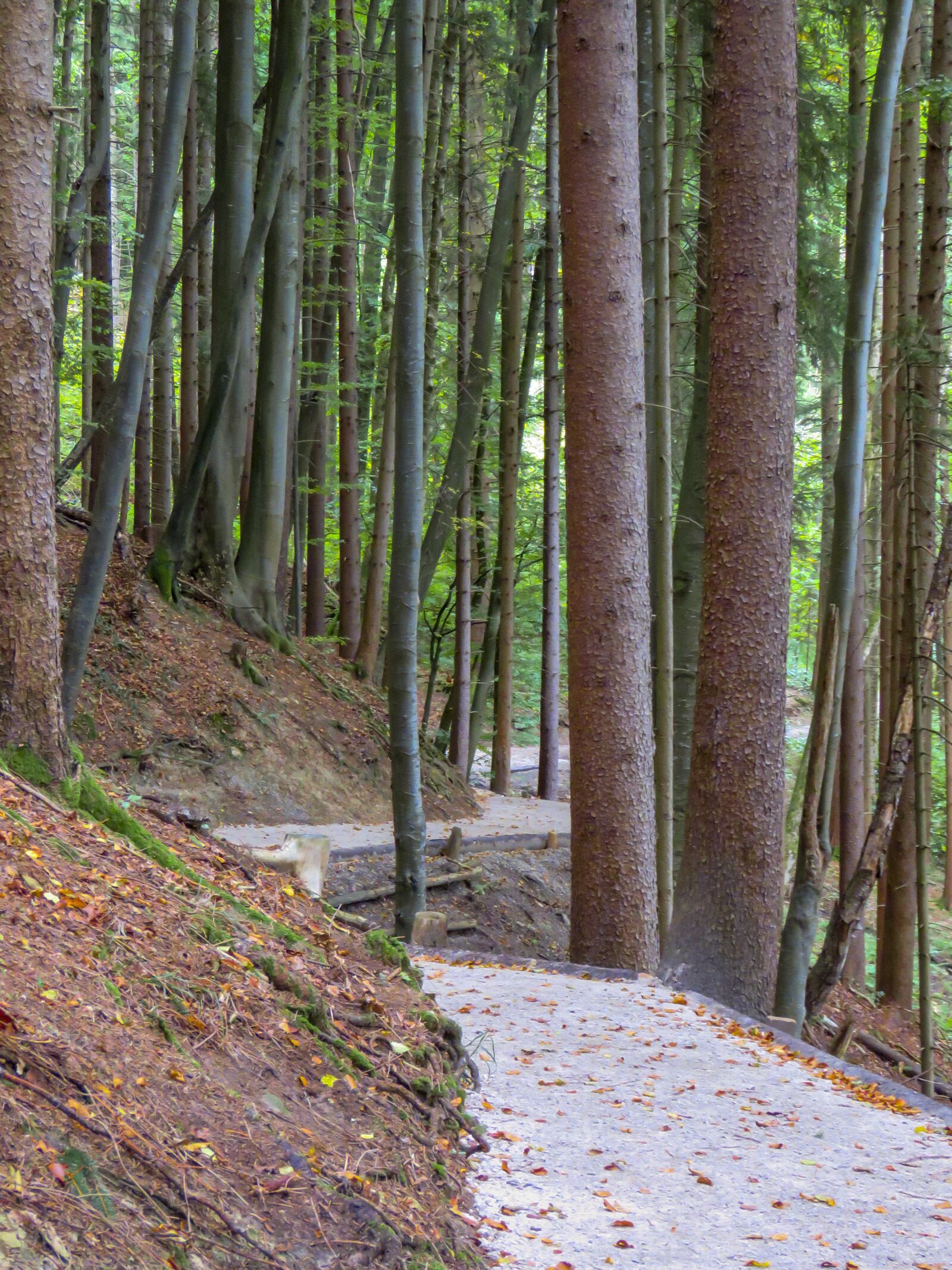 Canon PowerShot SX60 HS sample photo. Walkway, winding, forest photography