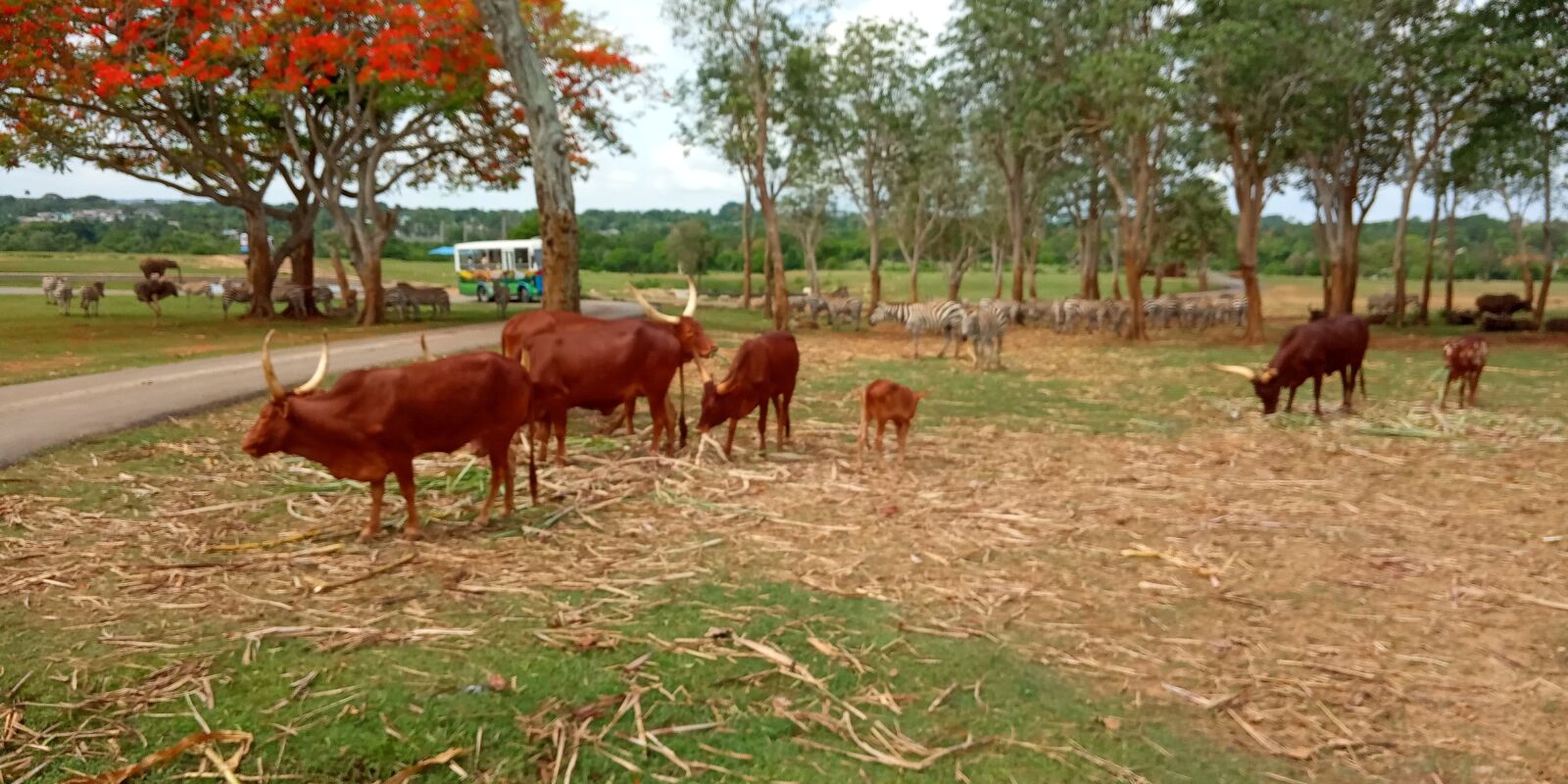 Xiaomi Redmi 6A sample photo. Zoo, animal, buffalo photography