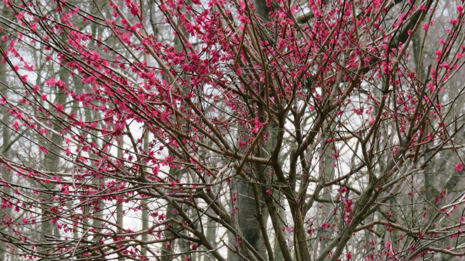 Canon PowerShot SX710 HS sample photo. Tree, season, nature photography