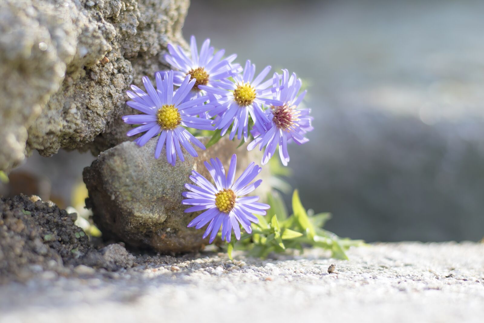 Canon EOS 7D Mark II sample photo. Blossom, bloom, nature photography
